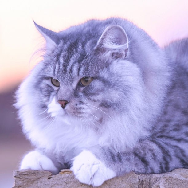 Fluffy black silver Siberian cat lying down -TICA registered, hypoallergenic male form Astera Siberians in Dallas TX