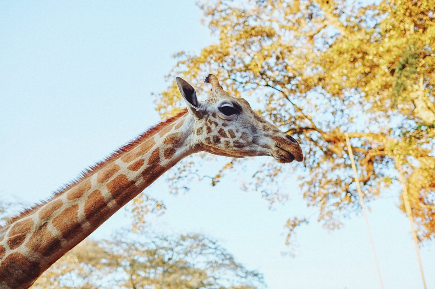 Giraffe Manor destination pre-wedding portraits in Nairobi, Kenya