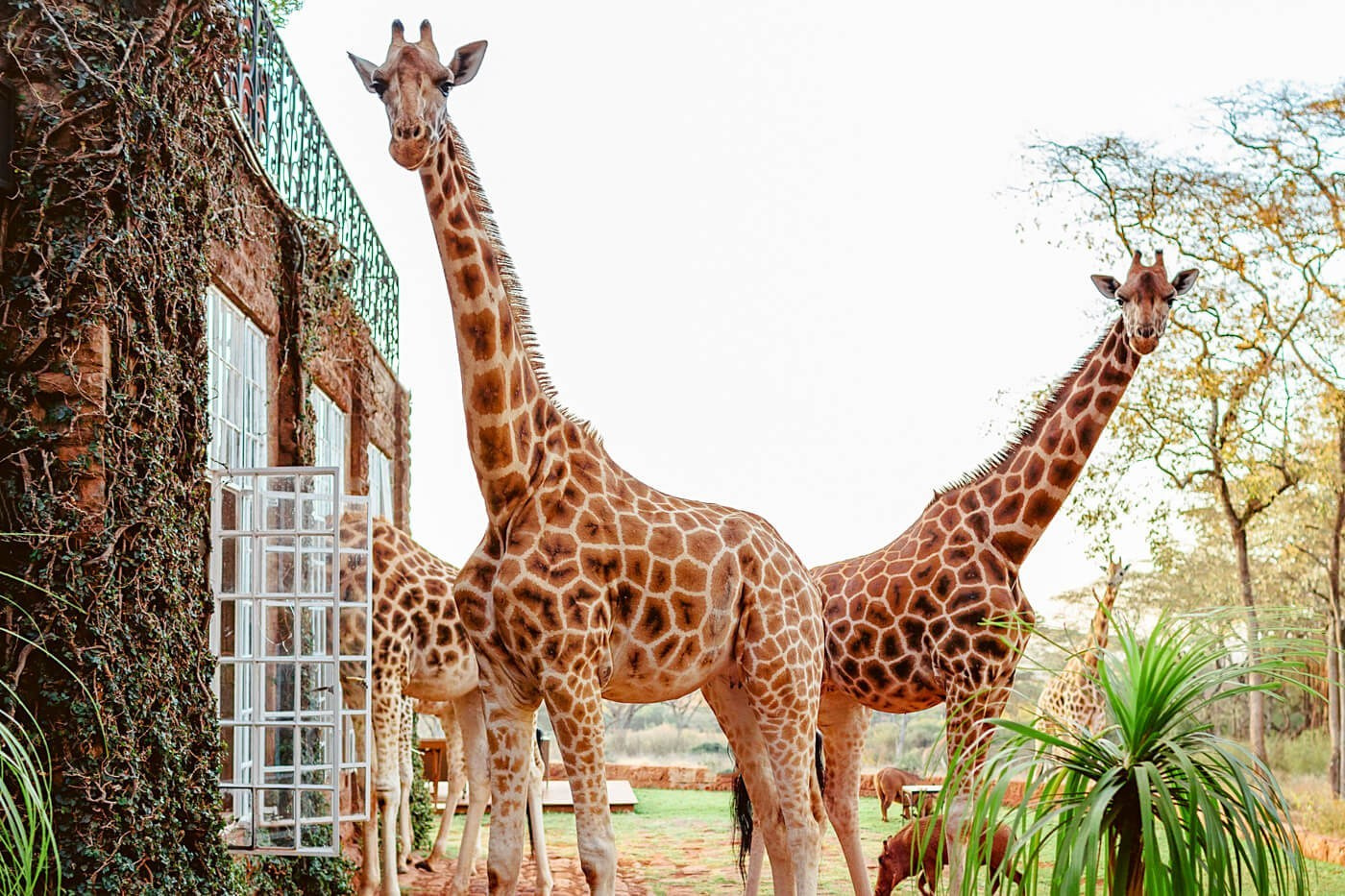 Kenya wedding photographer capturing couple at Giraffe Manor