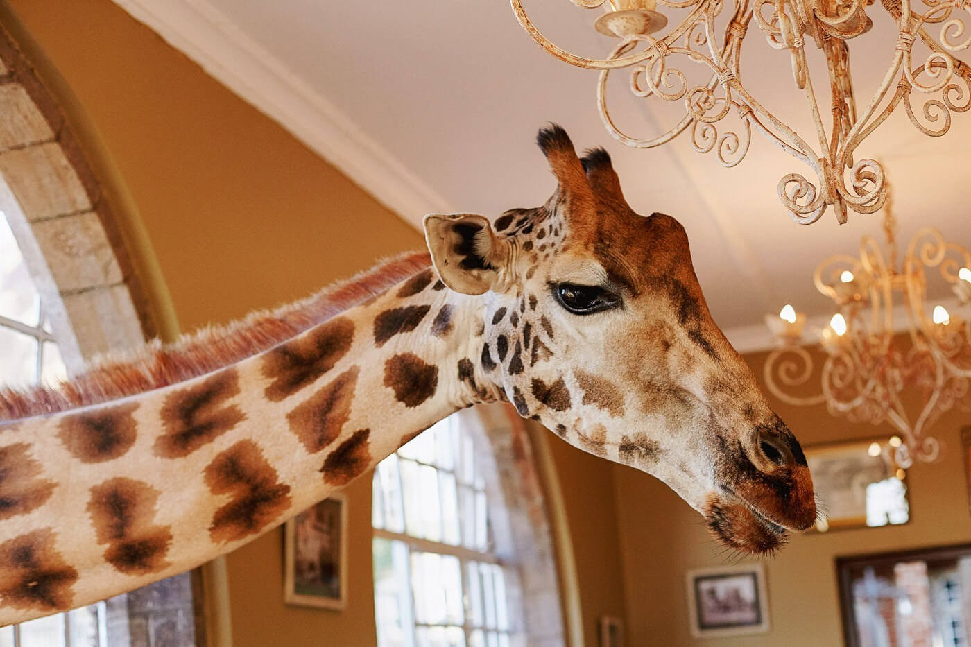 Kenya wedding photographer capturing couple at Giraffe Manor