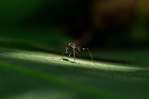 Microcosmos
