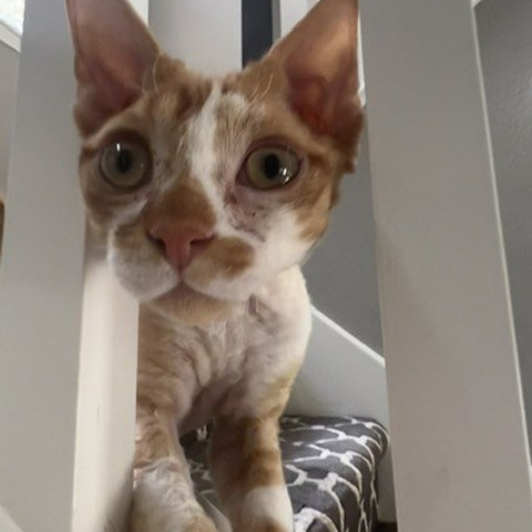 REWIEWS. Devon Rex Pixie Cattery