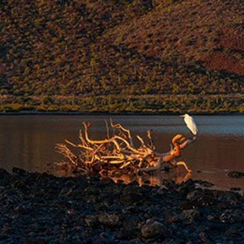 Artist Collection. Wedding & Family Photographer in Los Cabos – Izrael Reyna Photography