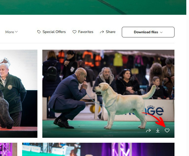 PHOTO ORDER. Yurii Orlyk Photography