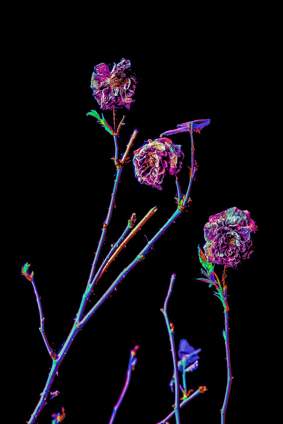 Artist photographer Anna Biletska