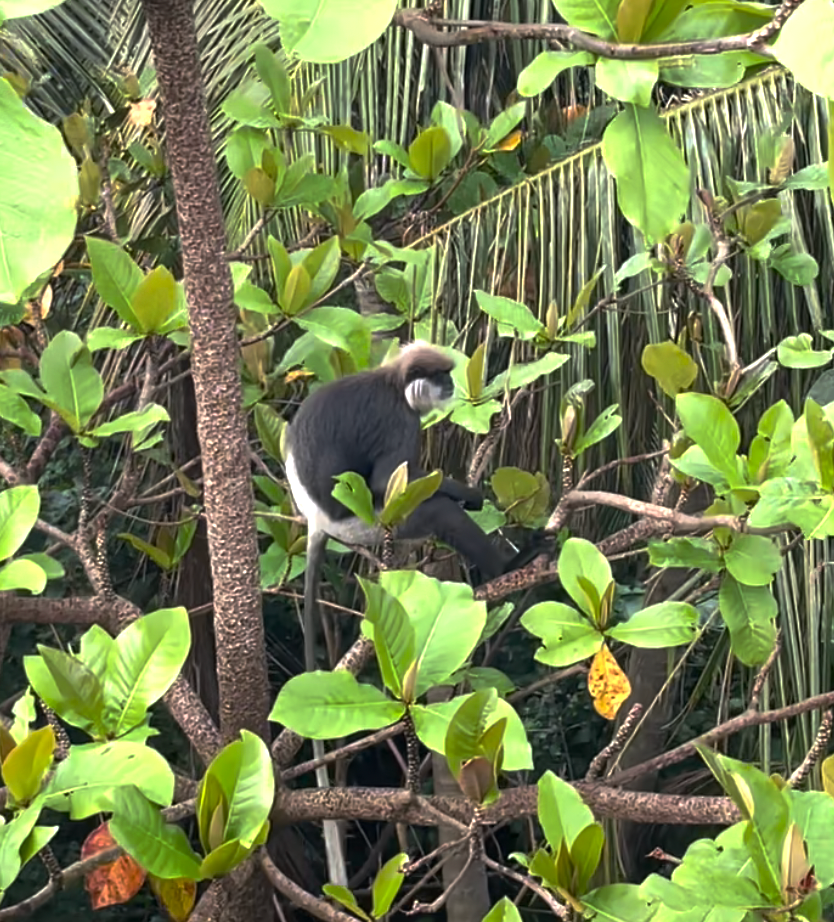 Sri Lanka'ya Seyahat Etmenin Artıları ve Eksileri - Kapsamlı Bir Rehbe