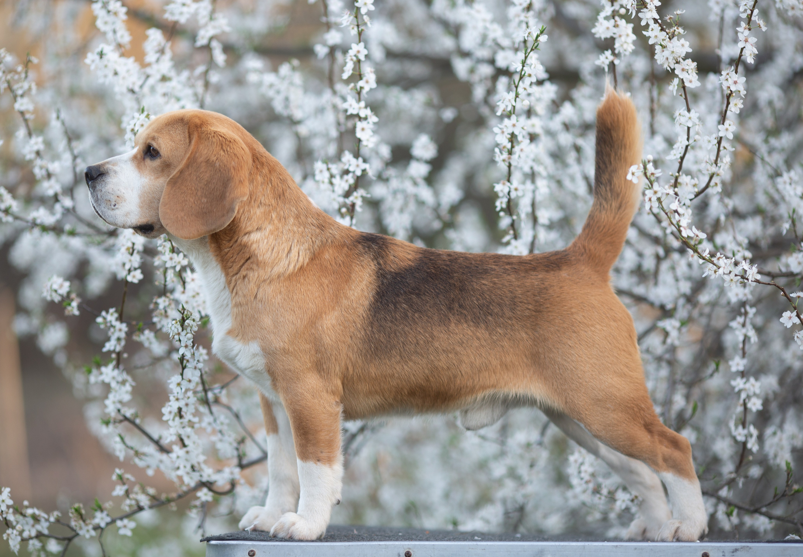 Litter T. Розплідник біглей в Україні