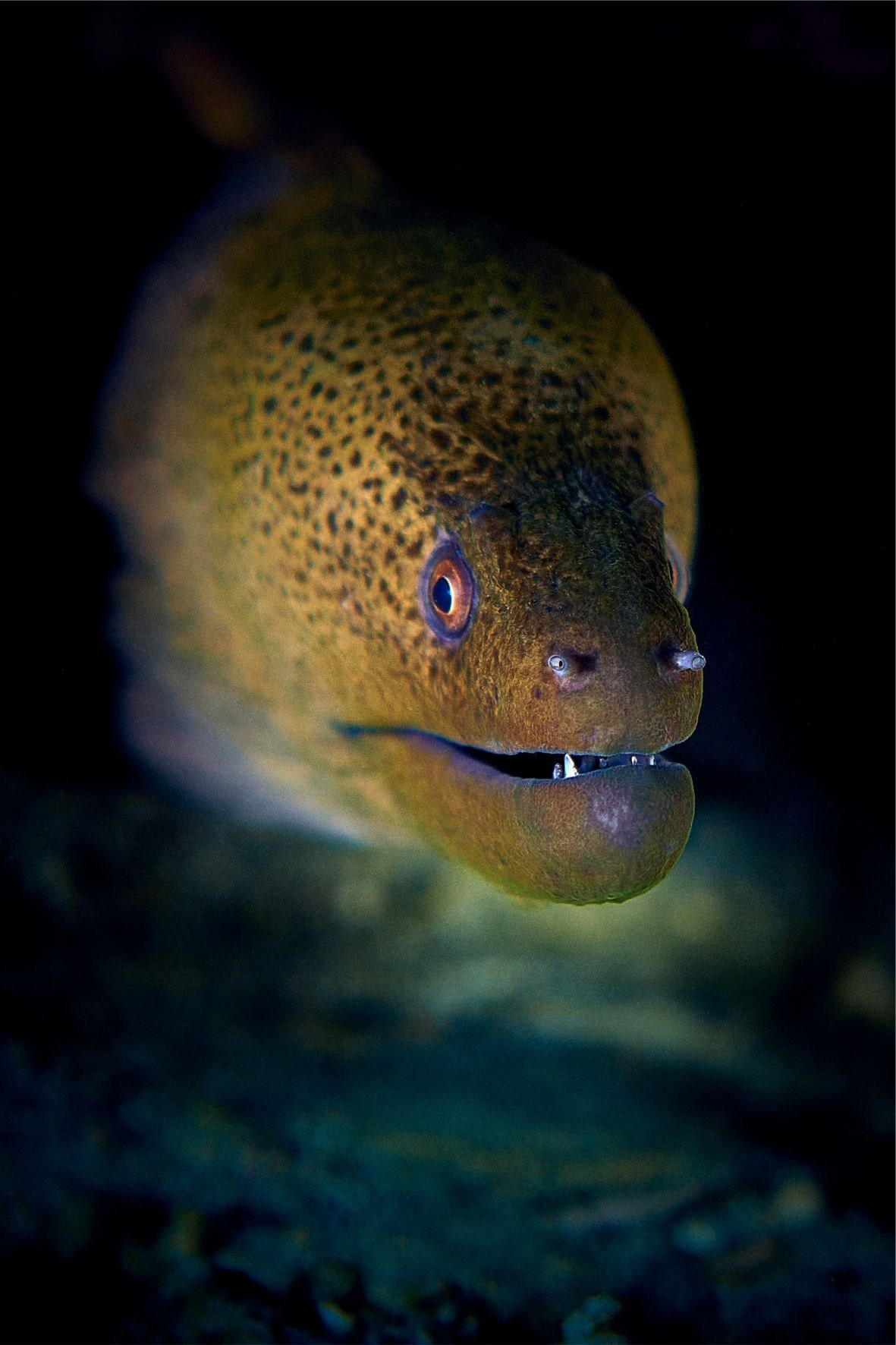 Andriej Szypilow - Fotografia & Wideografia