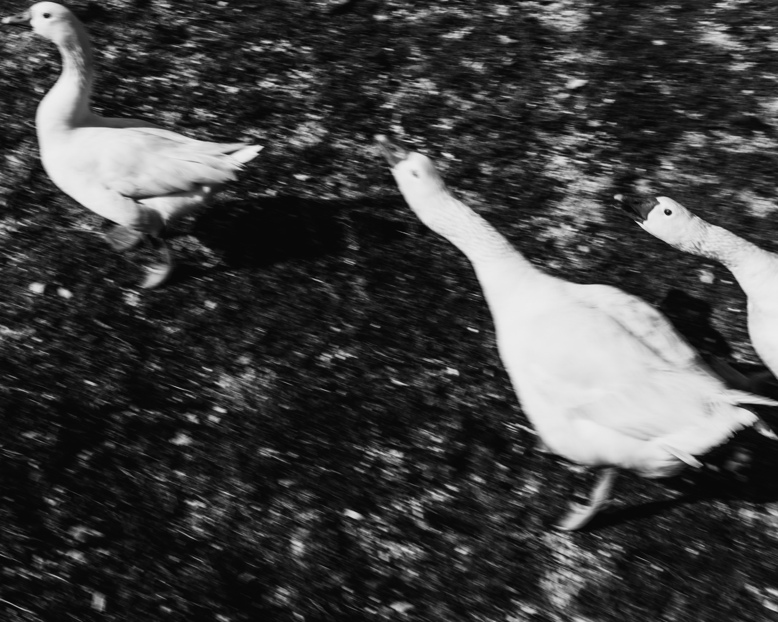 Fine Art. W LAB 192 | Davide Vichi