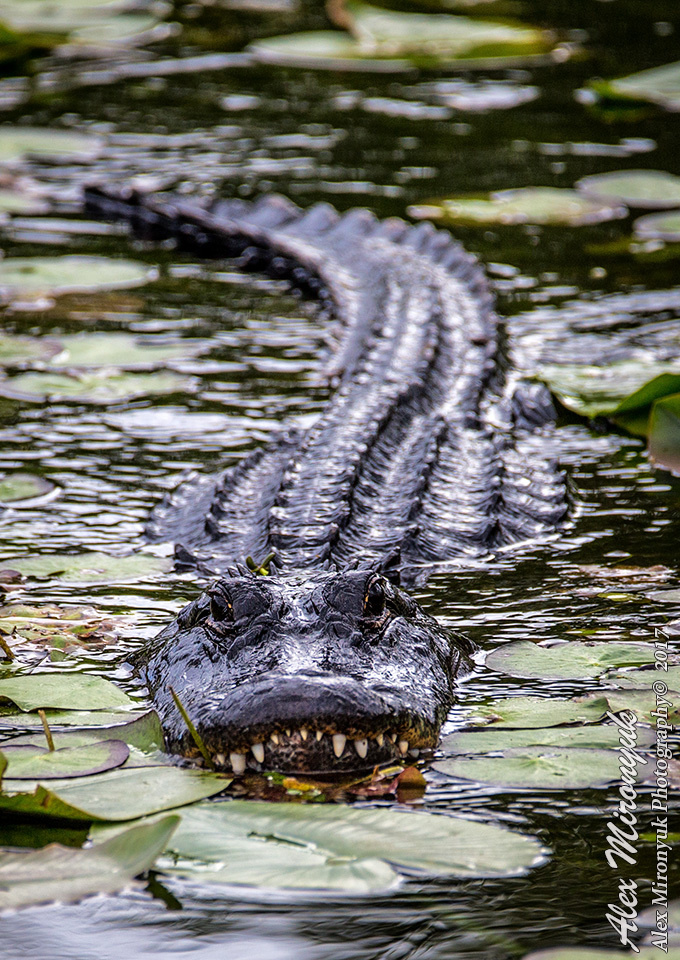 Список Оборудования. Alex Mironyuk Photography