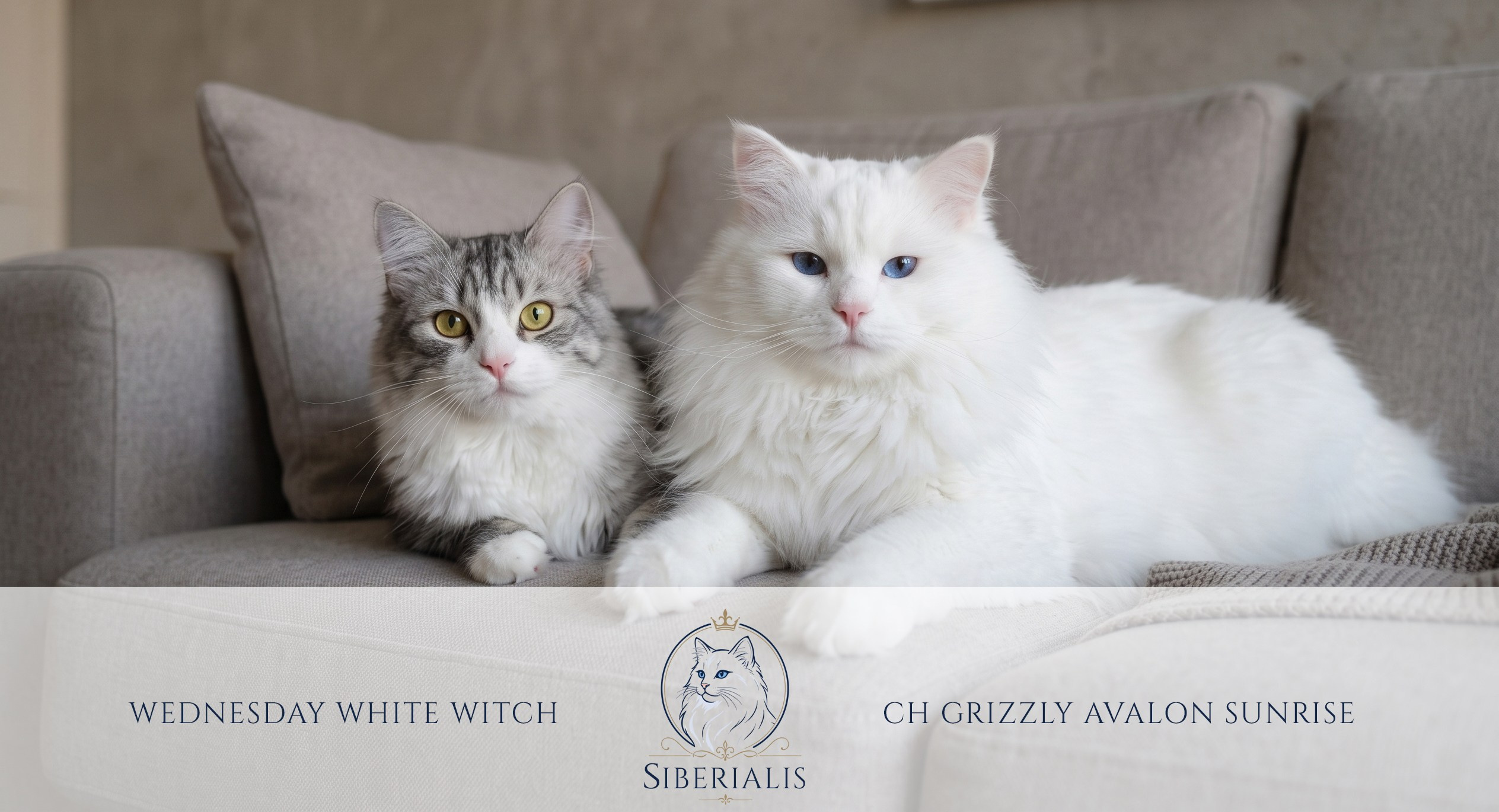 Wir haben Kätzchen! | Kittens. SIBERIALIS: Katzenzucht von Sibirischen und Neva Masquarade Katzen