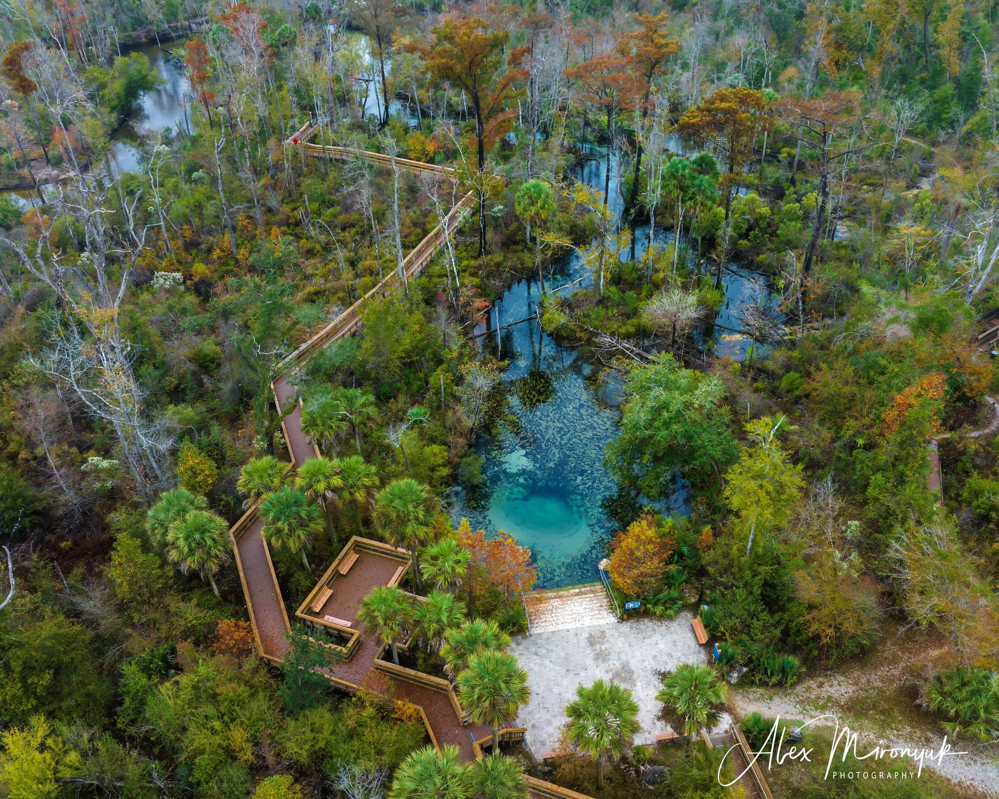 Cypress Fairy Tale. Pet, Senior, Landscape, portrait studio, photographer in Miami and Sou