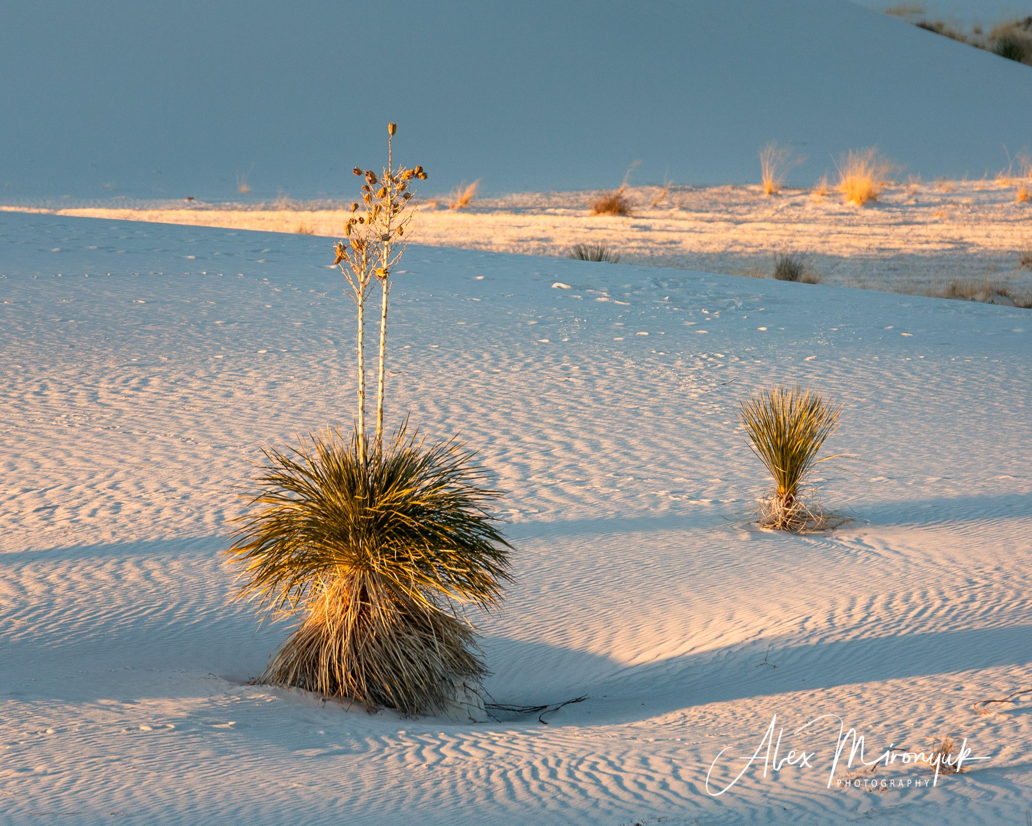 The Best of New Mexico. Pet, Senior, Landscape, portrait studio, photographer in Miami and Sou