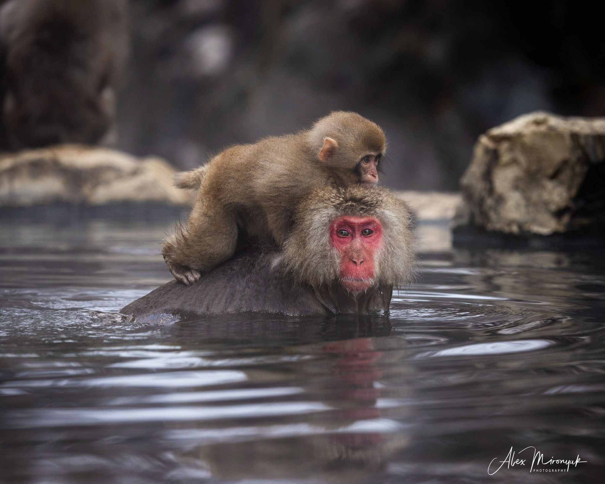 Winter Japan: Snow Monkeys, Castles & Timeless Villages. Pet, Senior, Landscape, portrait studio, photographer in Miami and Sou