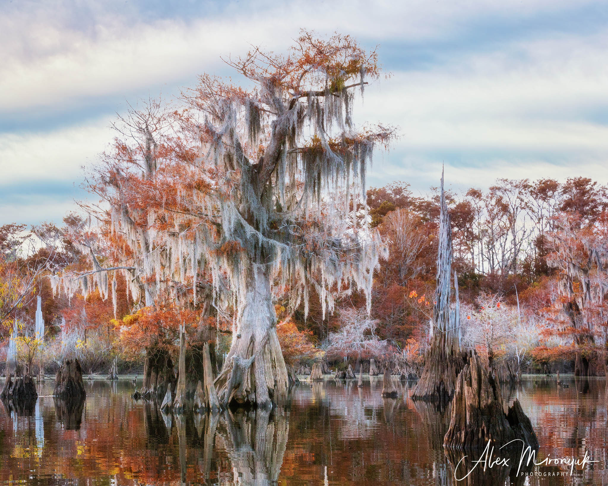 Cypress Fairy Tale. Pet, Senior, Landscape, portrait studio, photographer in Miami and Sou