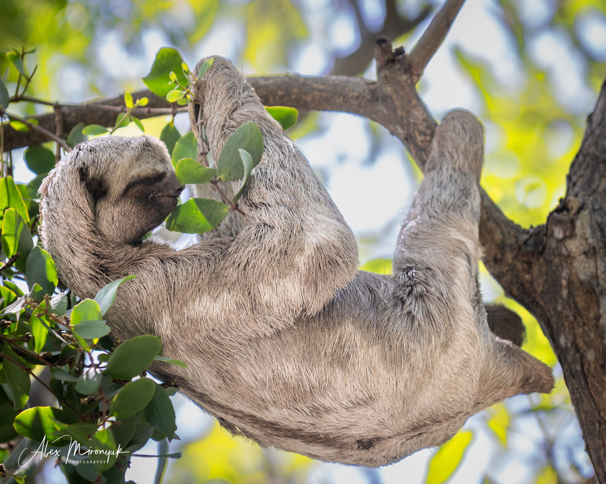 Colombia in Style. Pet, Senior, Landscape, portrait studio, photographer in Miami and Sou