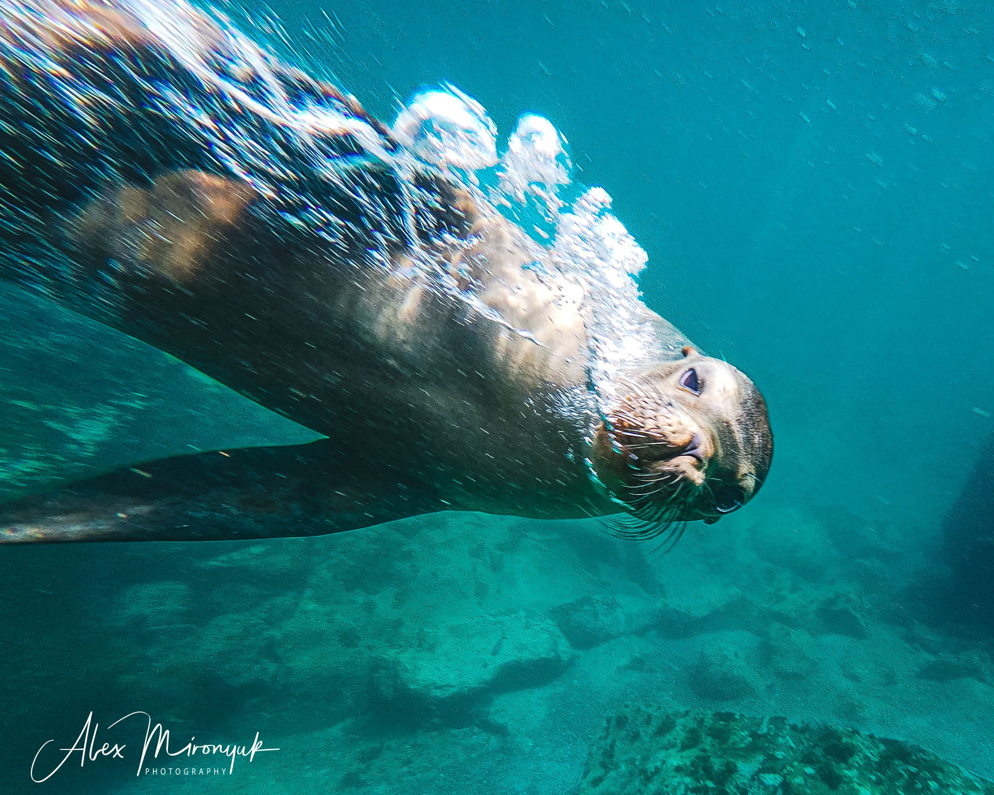 Galapagos Islands Adventure. Alex Mironyuk Photography