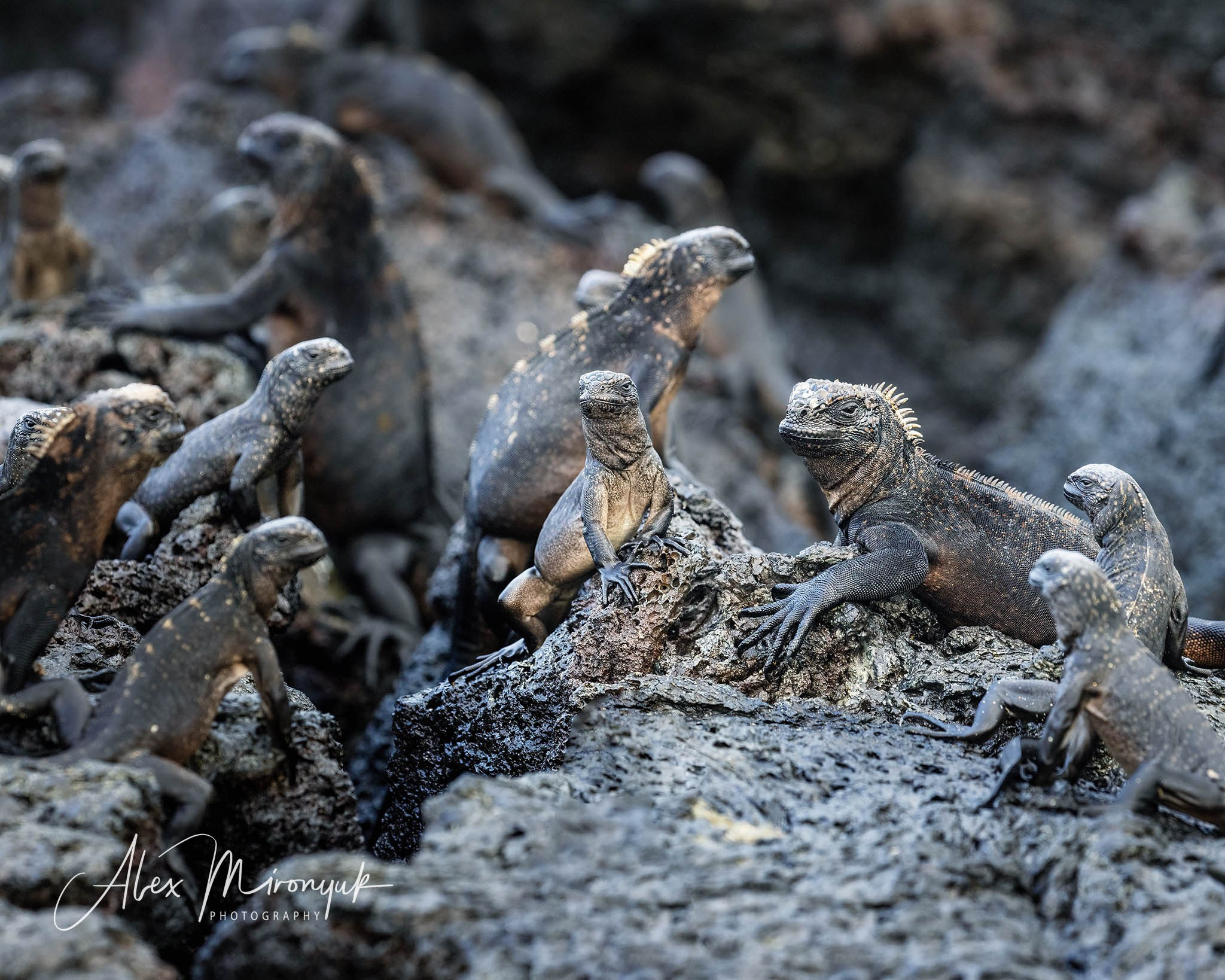 Galapagos Islands Adventure. Alex Mironyuk Photography