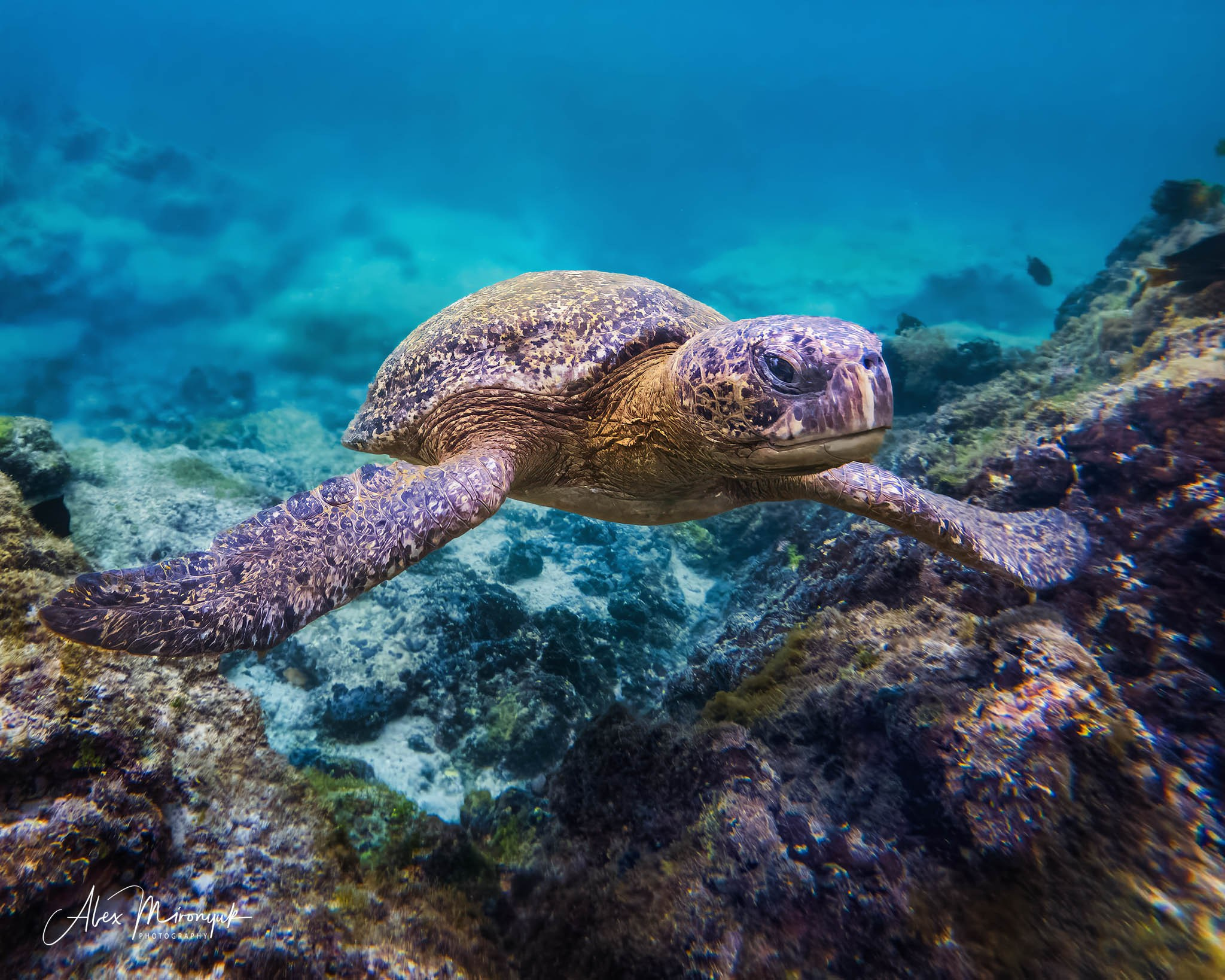 Galapagos Islands Adventure. Alex Mironyuk Photography