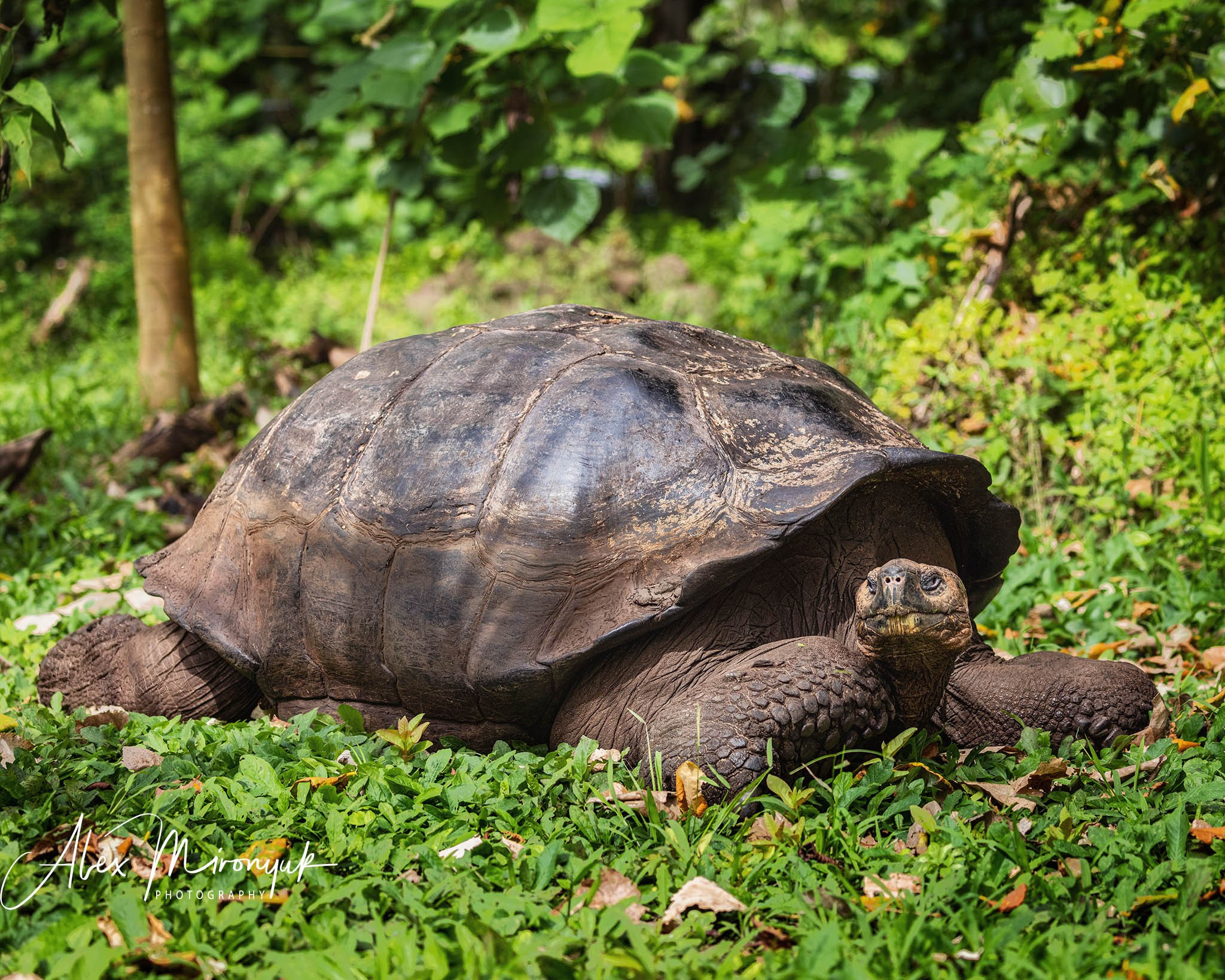 Galapagos Islands Adventure. Alex Mironyuk Photography