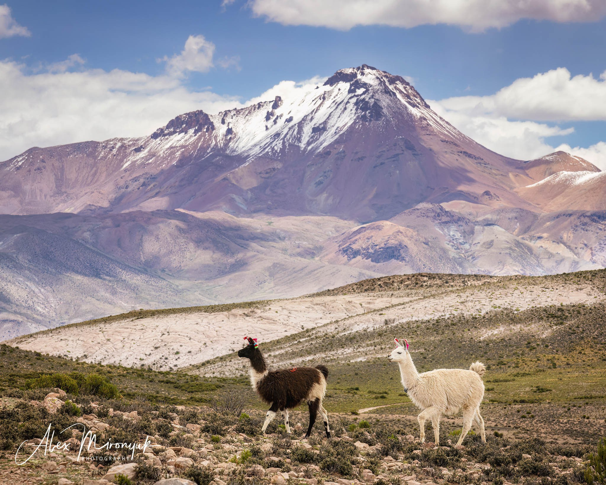 Bolivia Adventure — 2025. Pet, Senior, Landscape, portrait studio, photographer in Miami and Sou