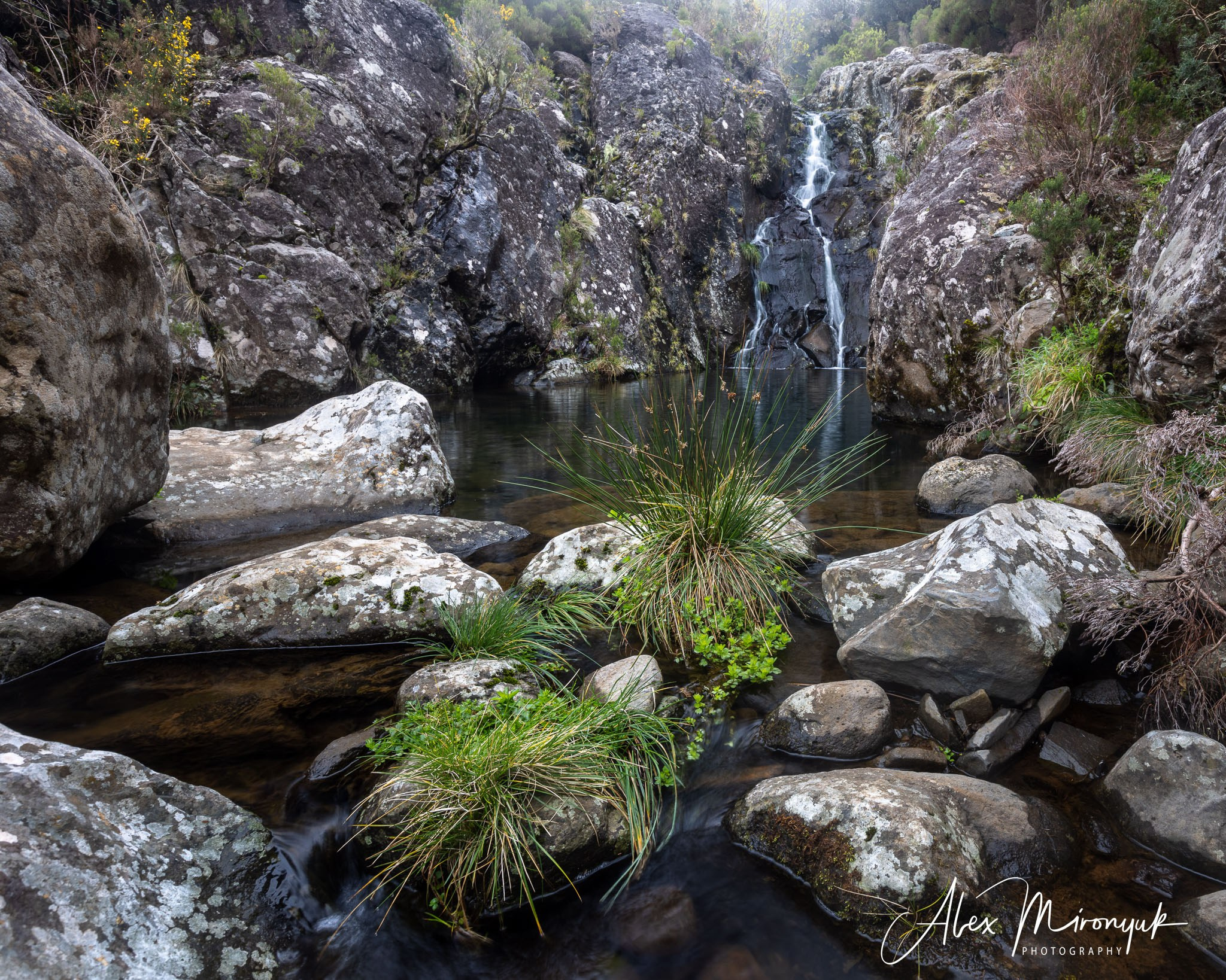 Azores And Madeira. Pet, Senior, Landscape, portrait studio, photographer in Miami and Sou
