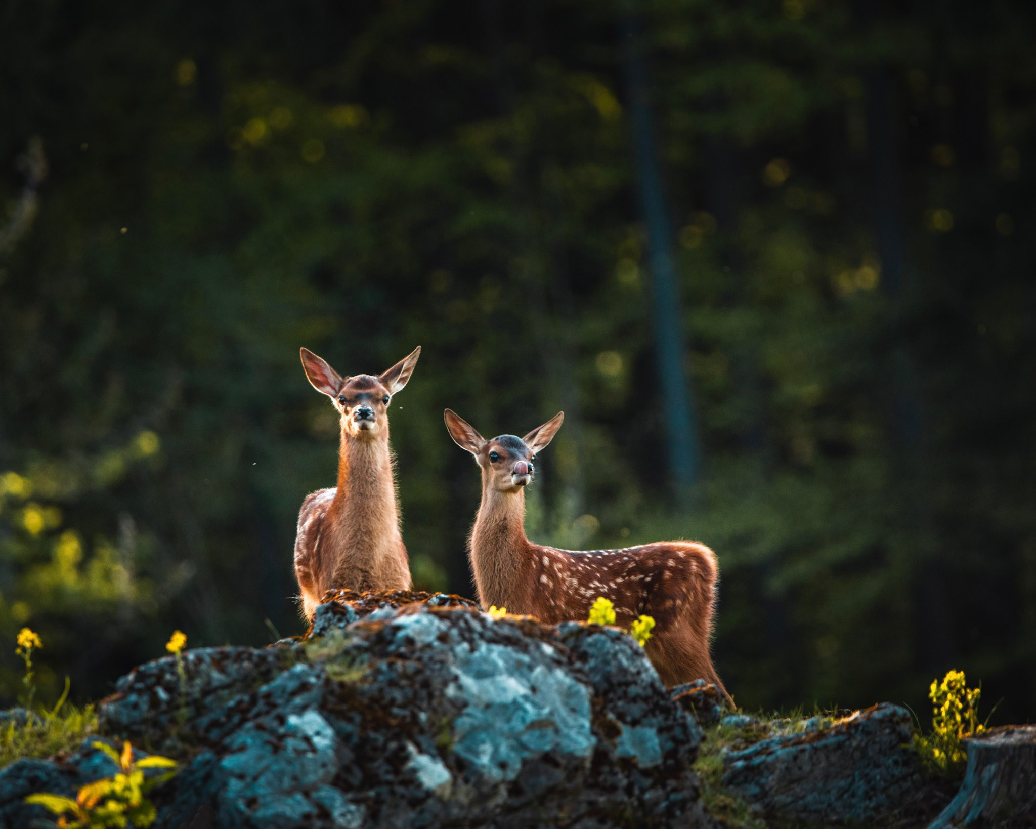 Fotoshooting im Naturpark Hohe Wand | Tierfotografie für die Naturparke Niederösterreich