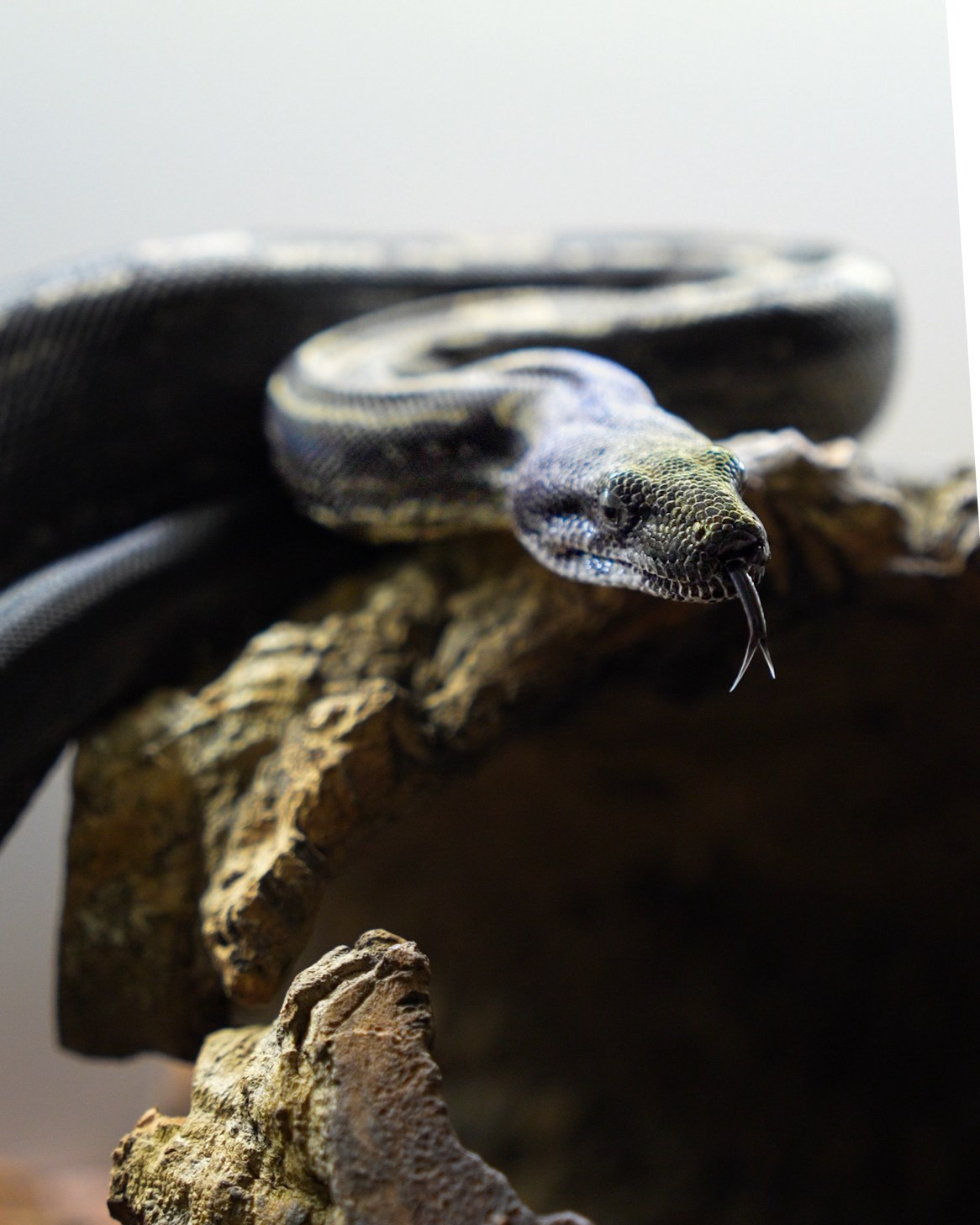 Портфолио. Рома Волков 🐍 Змеи в Варшаве