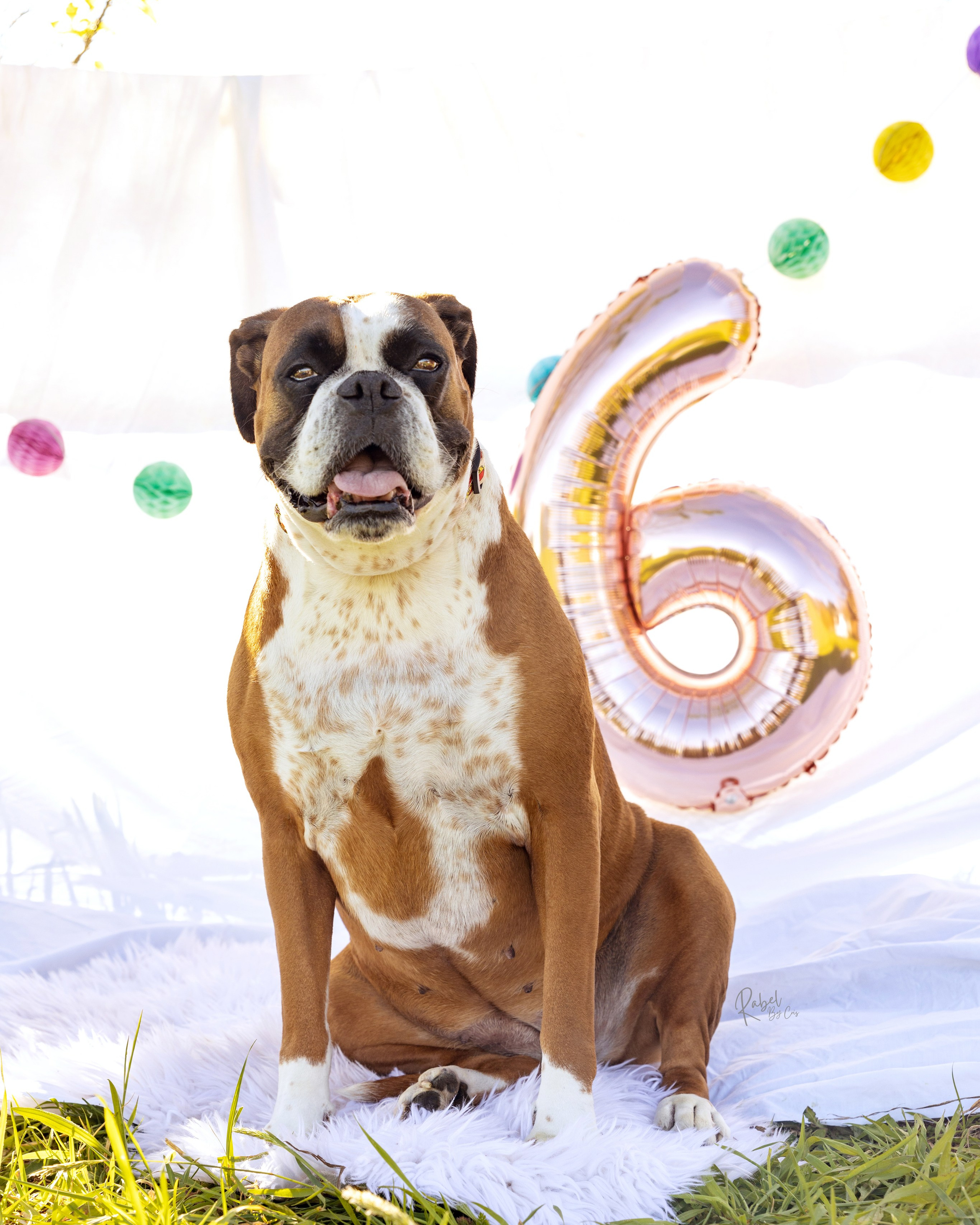 MASCOTAS: Sesiones de seguimiento, foto carnet, cumpleaños...