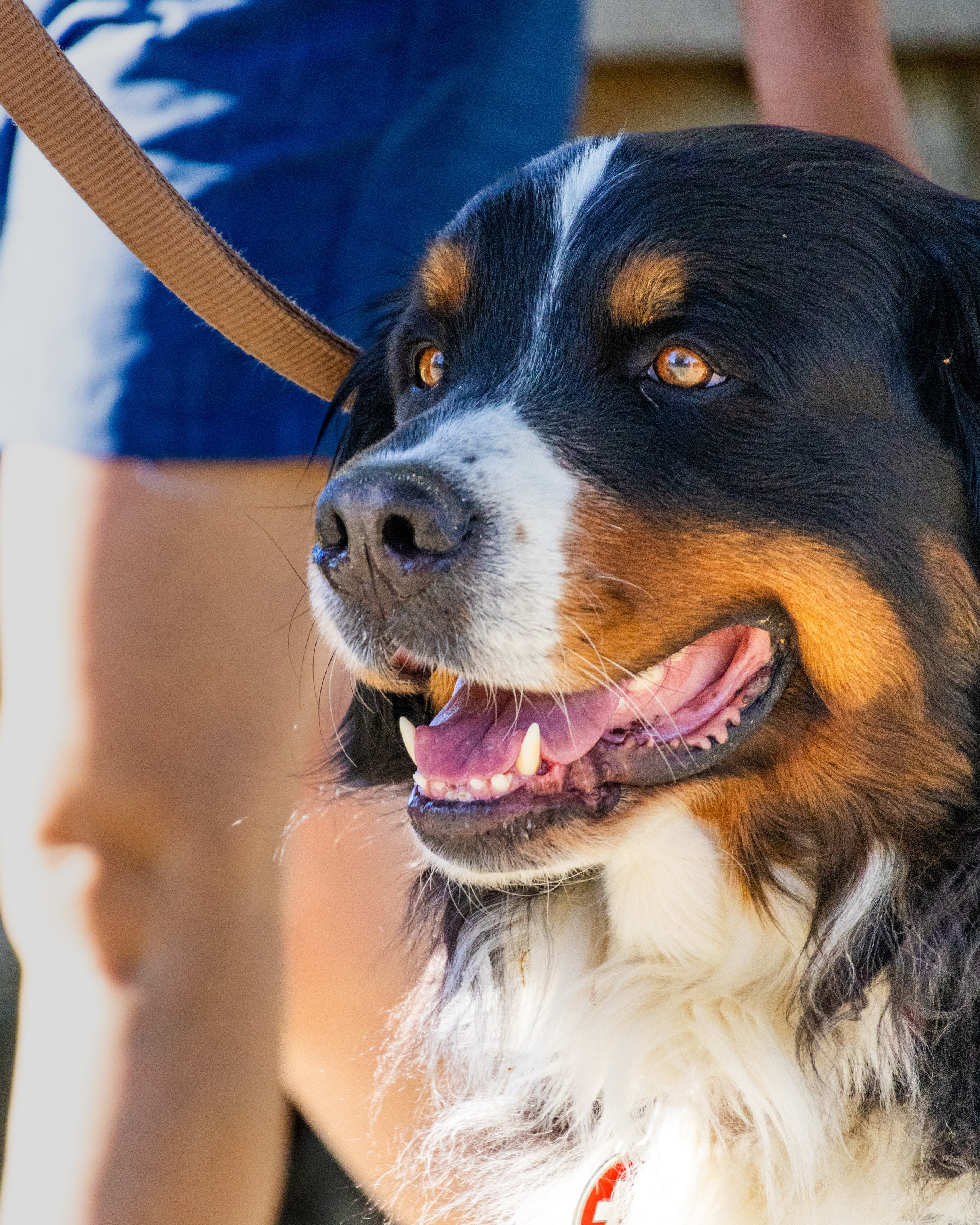 Animais. Fotógrafo espontâneo de eventos DGallery