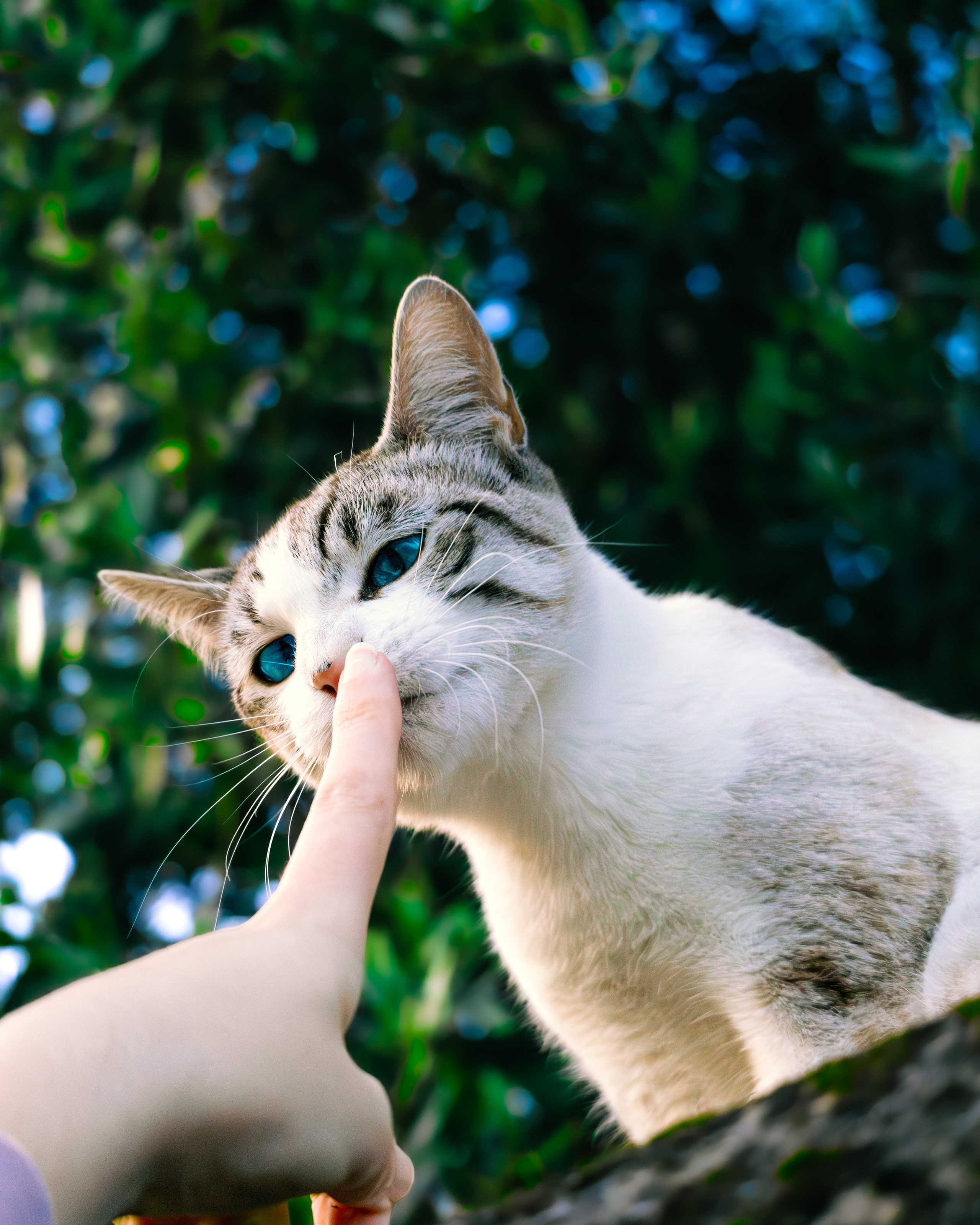 Animais. Fotógrafo espontâneo de eventos DGallery