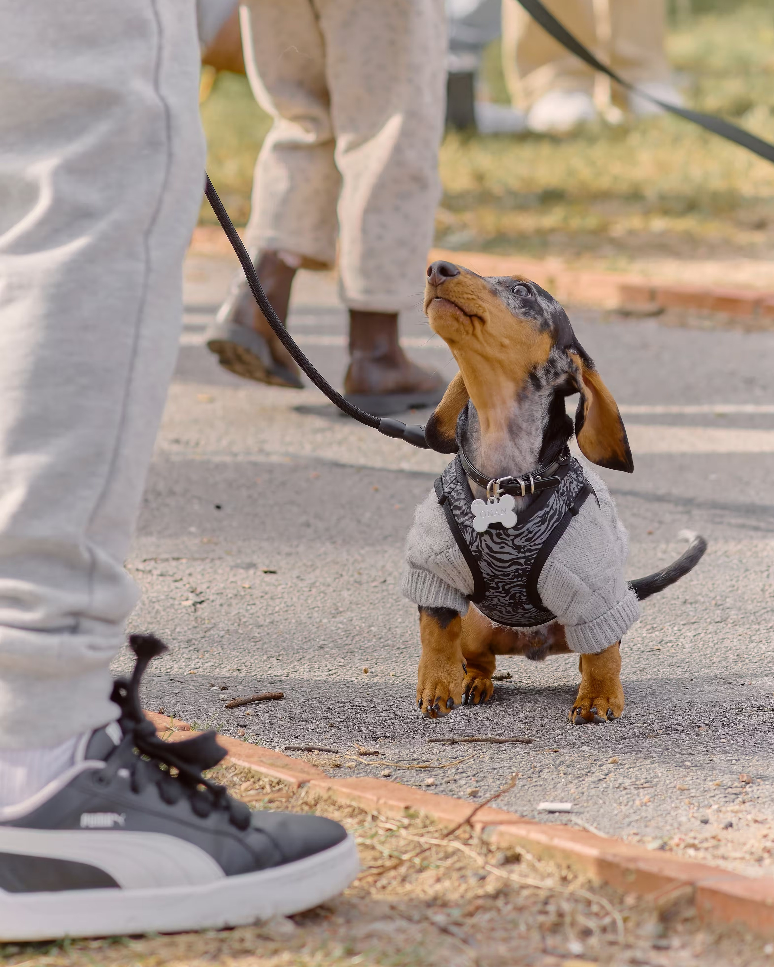 Fotografía de perros en Montevideo: mi experiencia con la comunidad Salchi Encuentros Uruguay