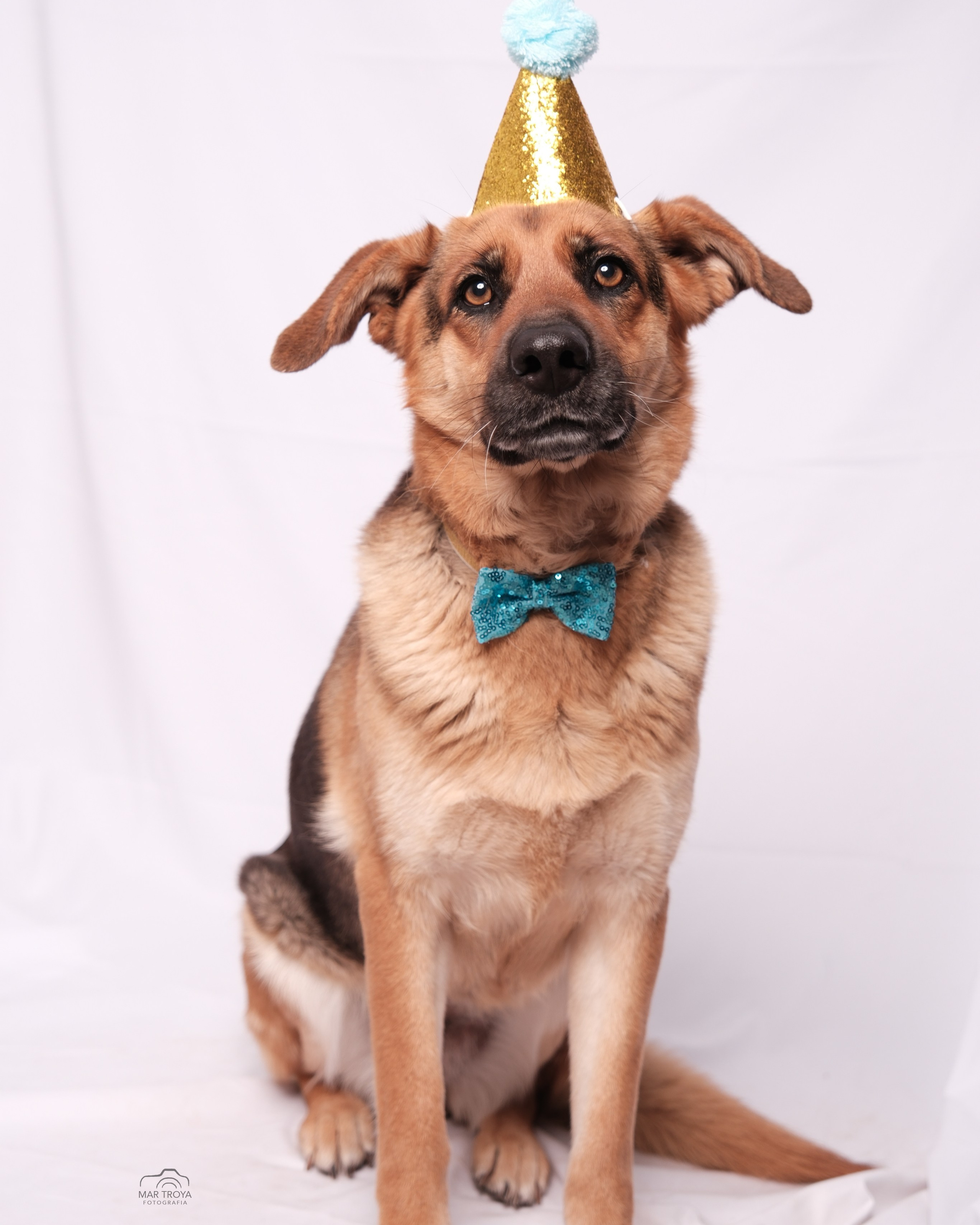 Fotografía de mascotas. Fotos con huella, fotografía de perros y mascotas en Sevilla