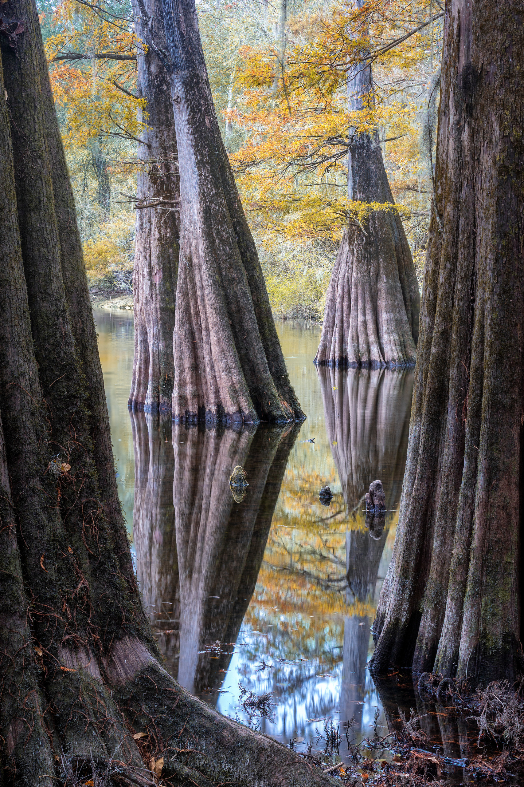 Cypresses, Springs and Birds. Pet, Senior, Landscape, portrait studio, photographer in Miami and Sou