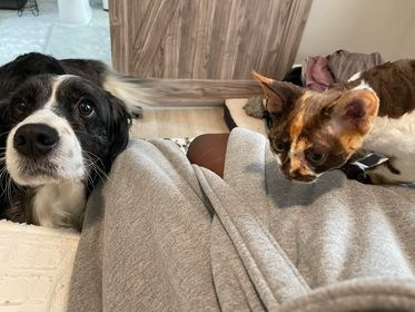 Winkles, Girl, born on 02.01.23, SOLD. Devon Rex Pixie Cattery