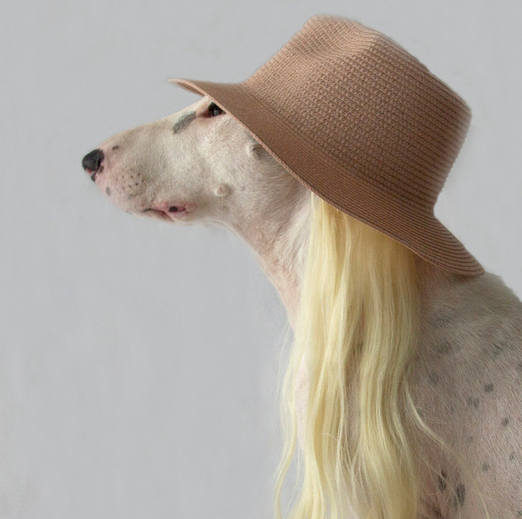 PetsFoto. Fotografo Barcelona Espania