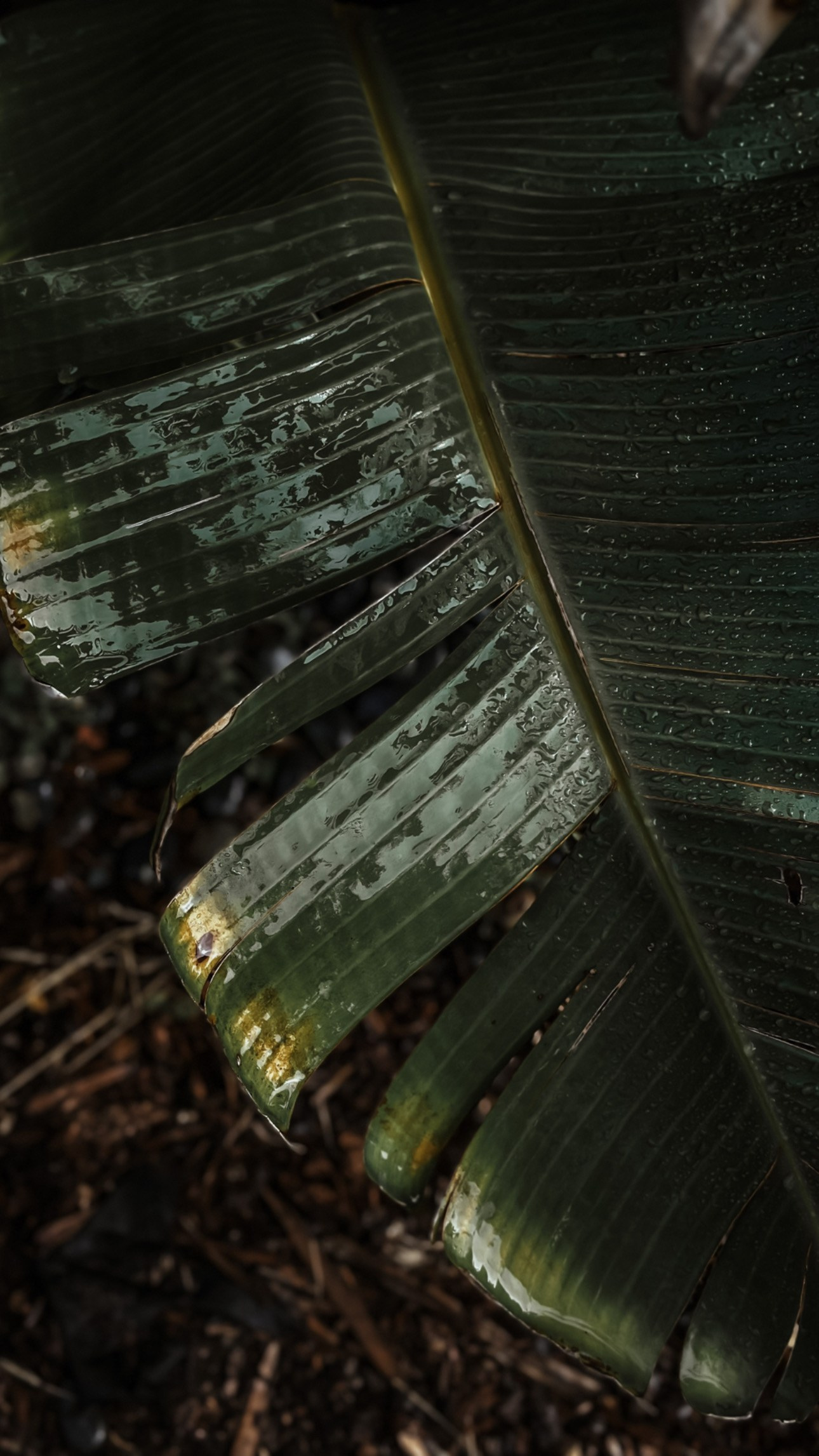 CONTACTS. Photographer-Videographer Maryna Pypa in Los Angeles