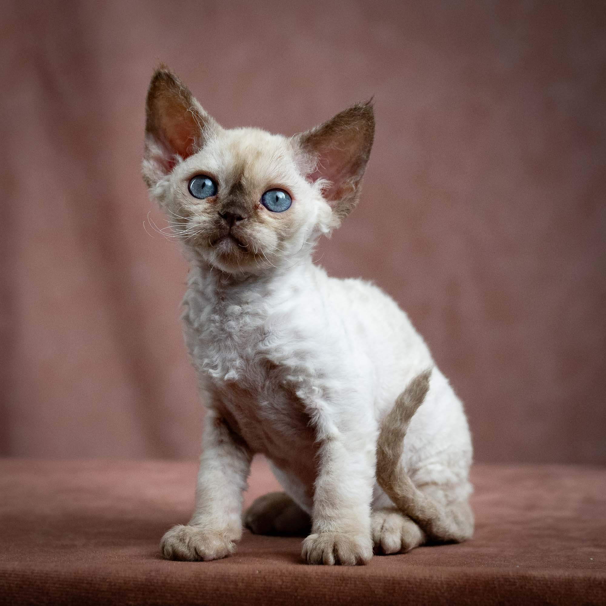 Luna, girl, born 12.20.2025. Devon Rex Pixie Cattery