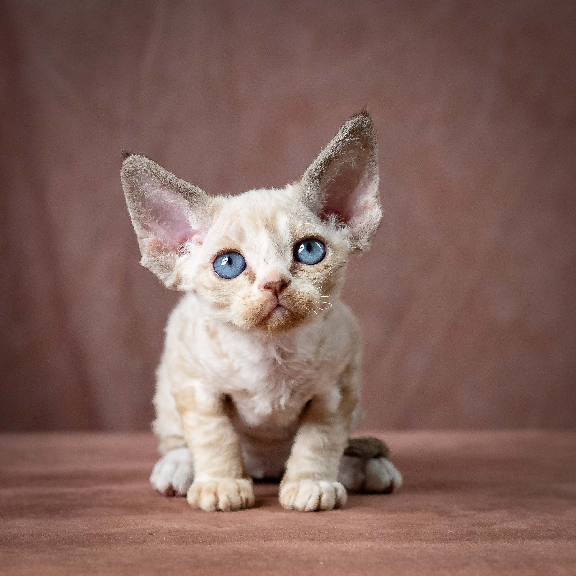 Toby, boy, born 07.15.2026. Devon Rex Pixie Cattery
