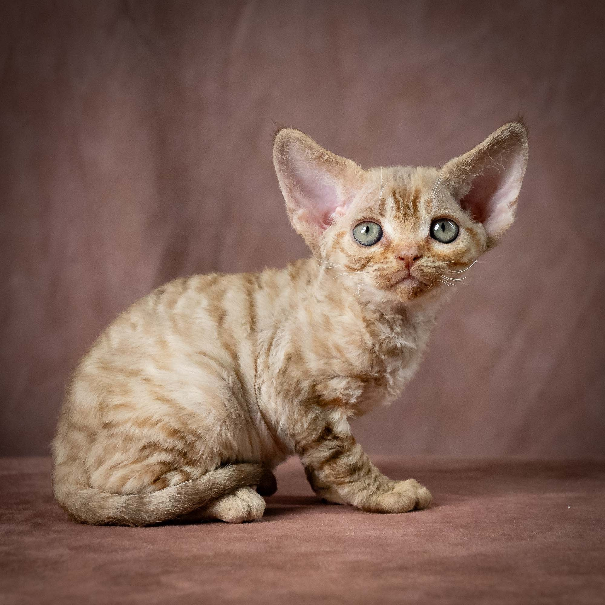 Umi, girl, born 07.19.2026. Devon Rex Pixie Cattery
