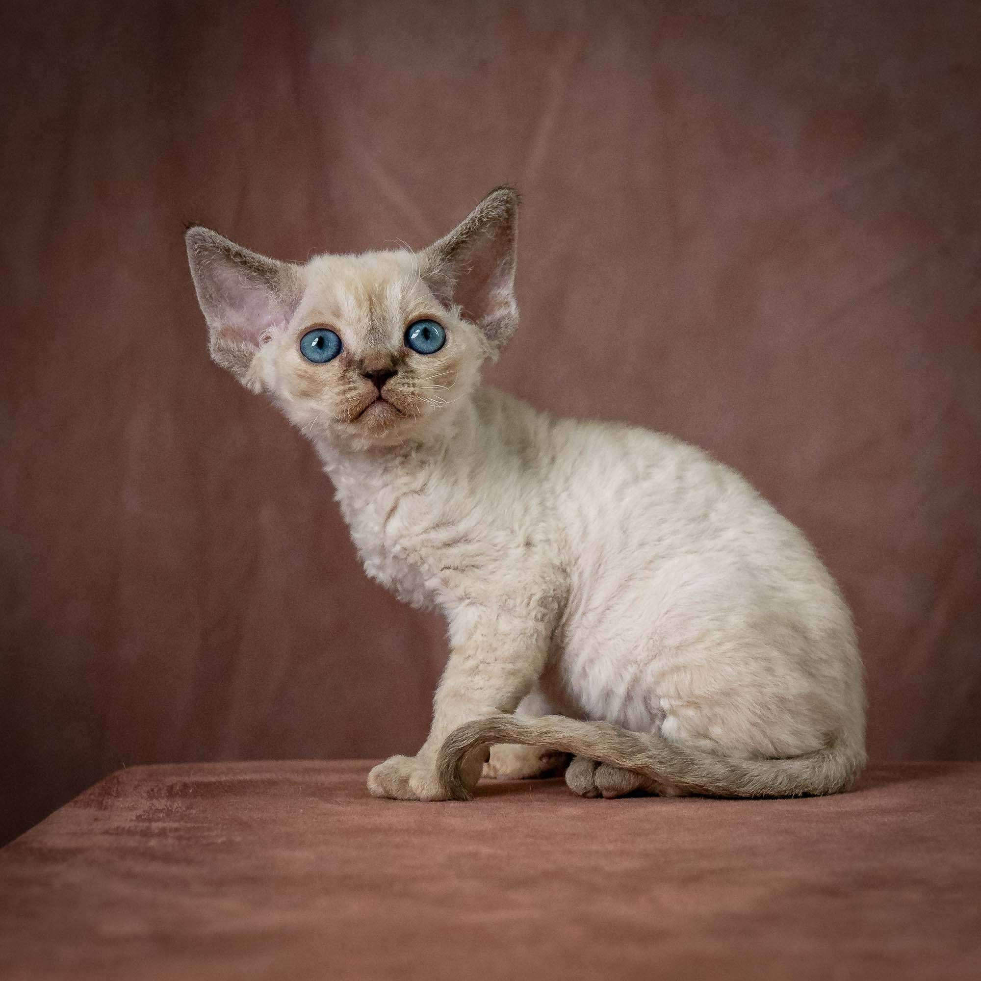 Tina, girl, born 07.15.2026. Devon Rex Pixie Cattery