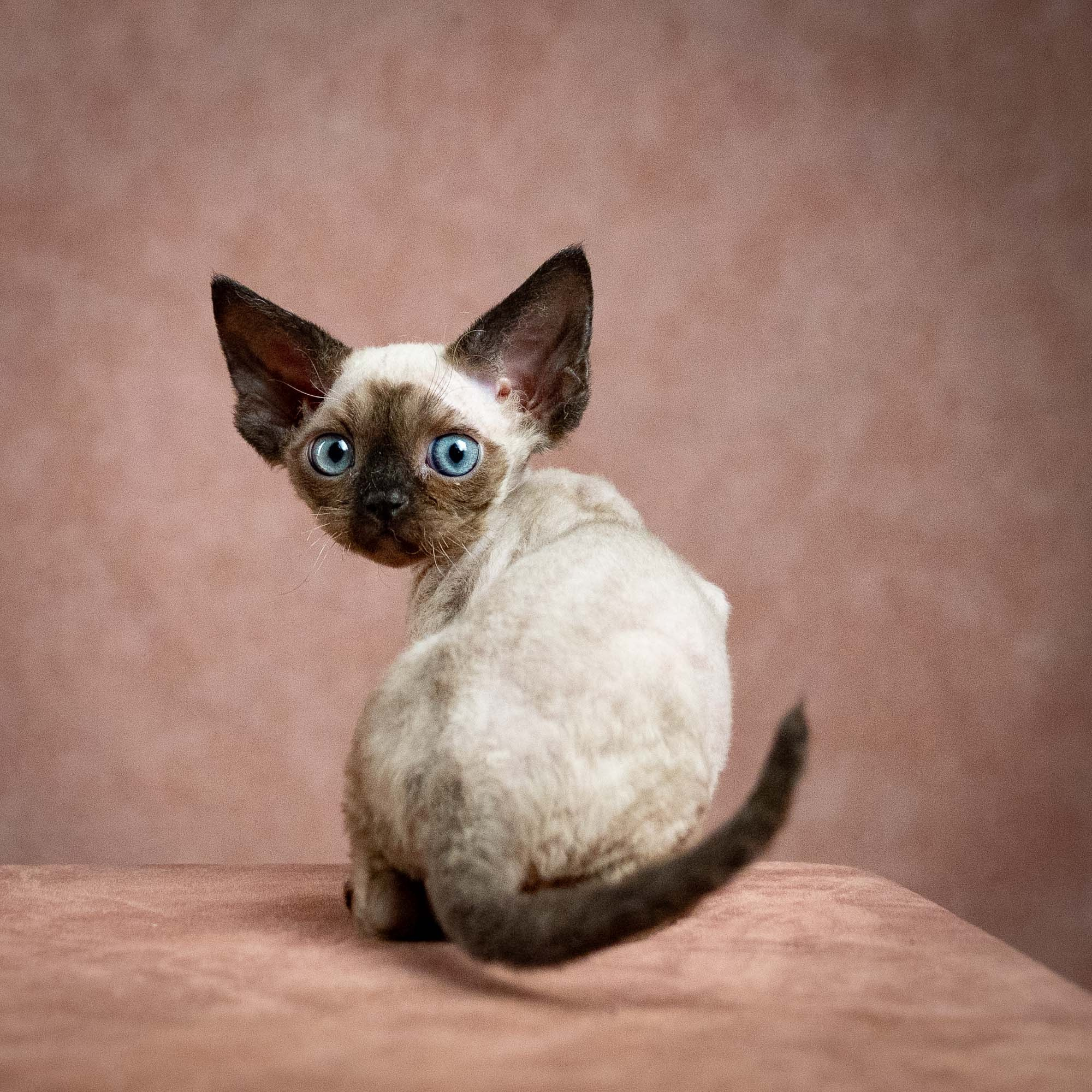 Leo, boy, born 12.20.2025. Devon Rex Pixie Cattery