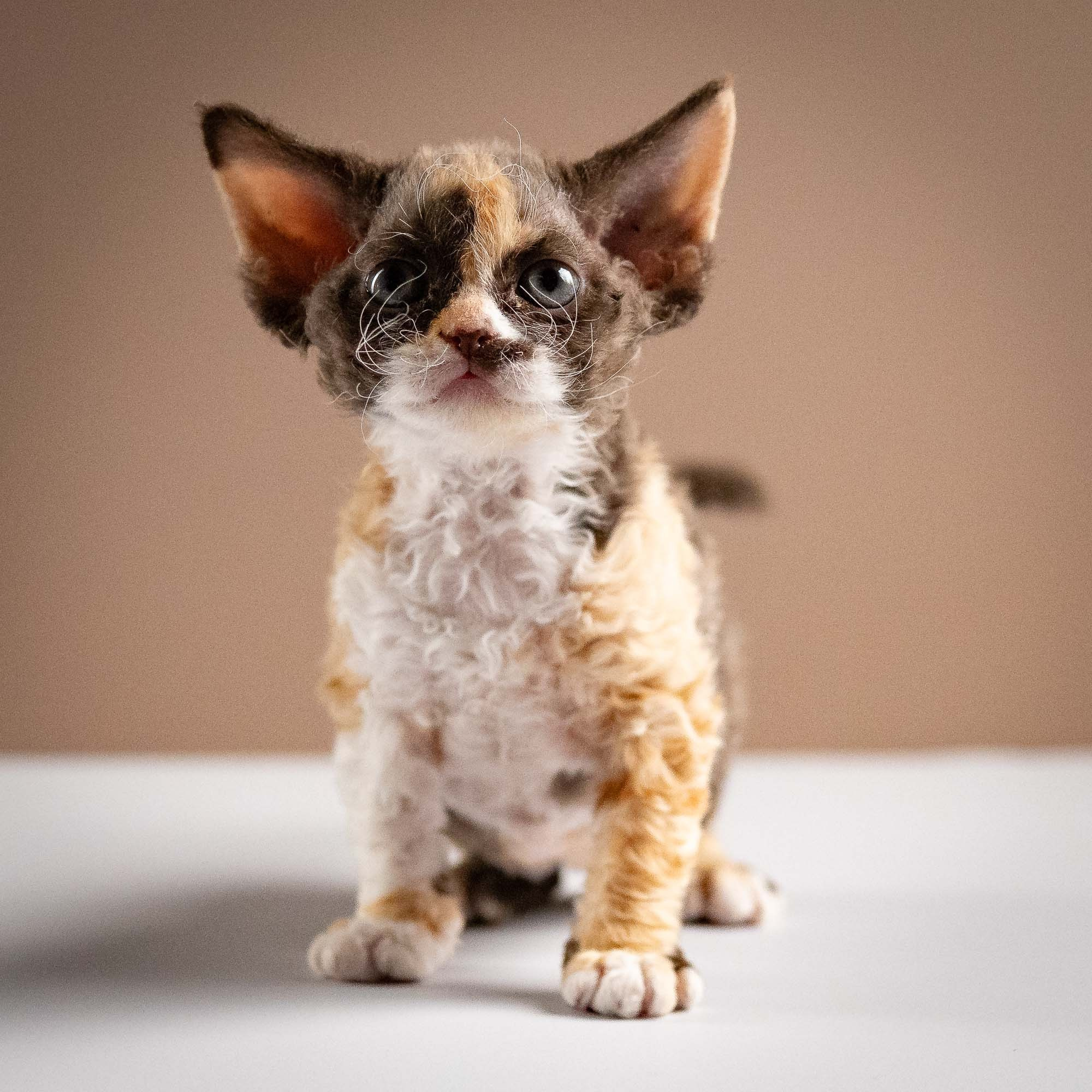Polly, girl, born 02.11.26. Devon Rex Pixie Cattery