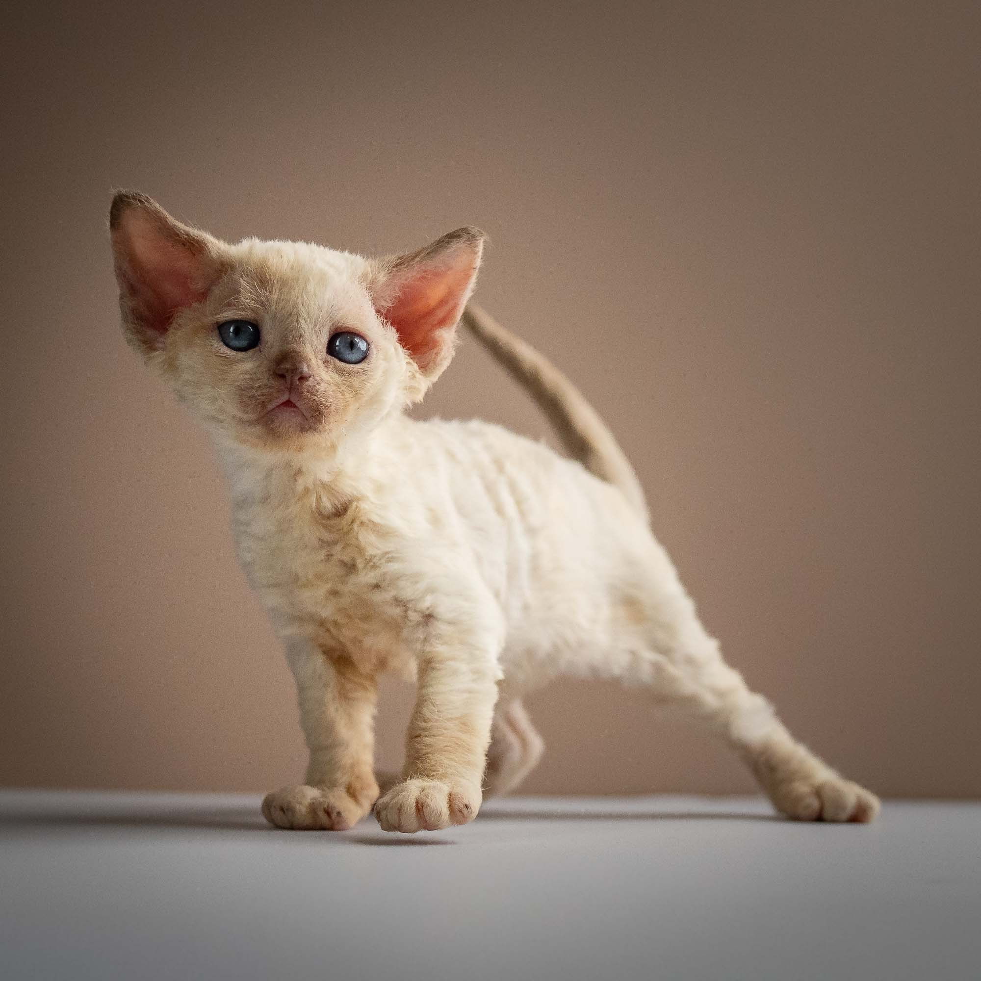 KITTENS. Devon Rex Pixie Cattery