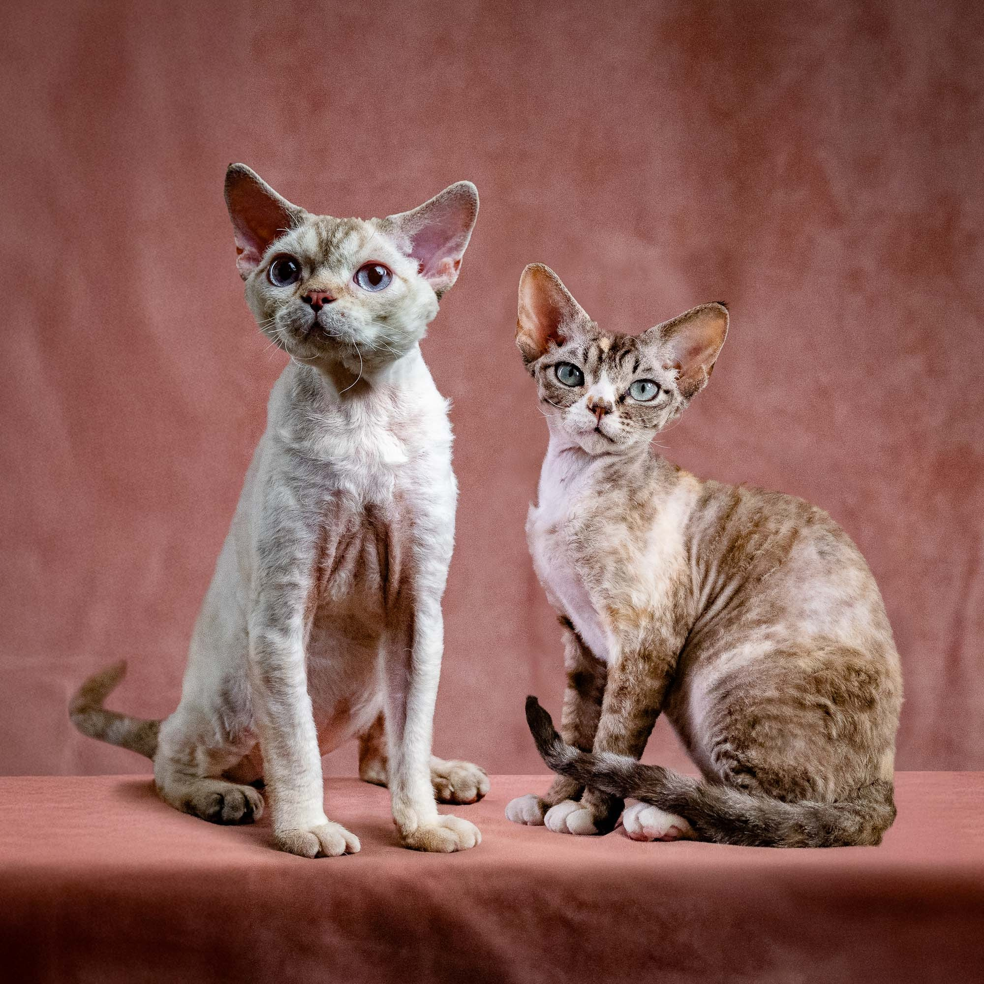 KITTENS. Devon Rex Pixie Cattery