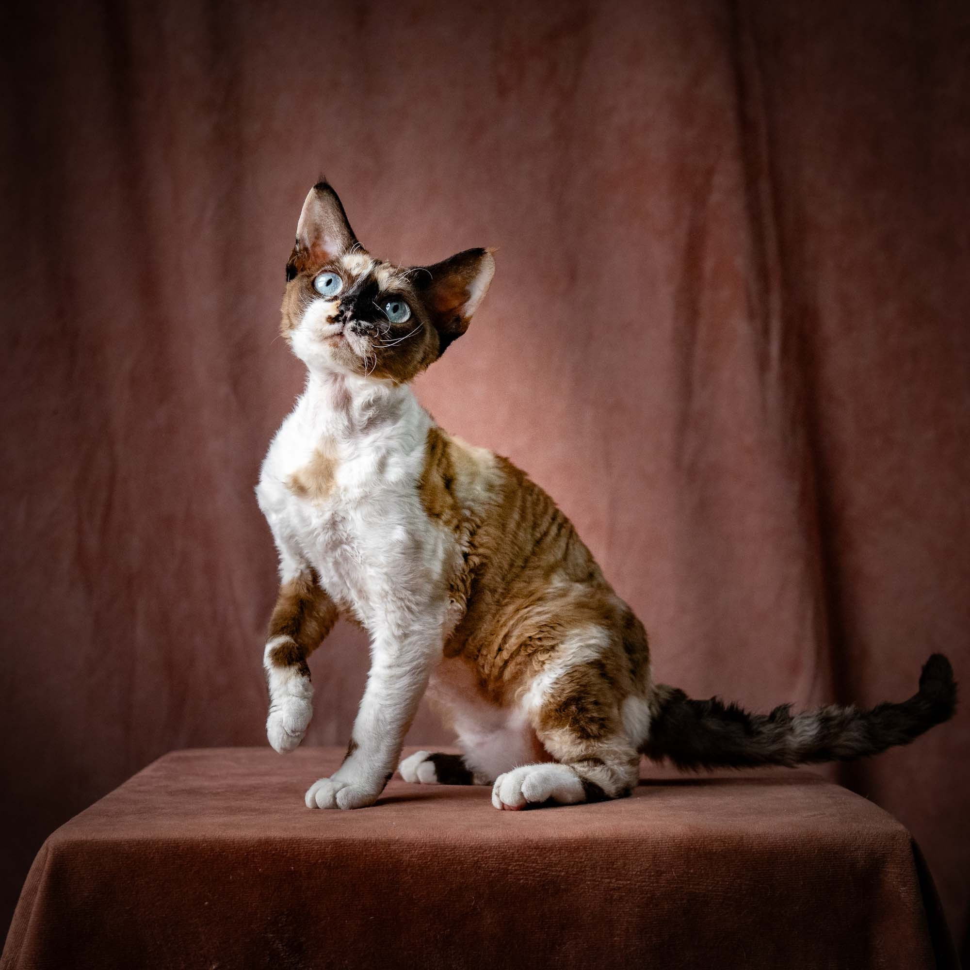 OUR KINGS and QUEENS. Devon Rex Pixie Cattery