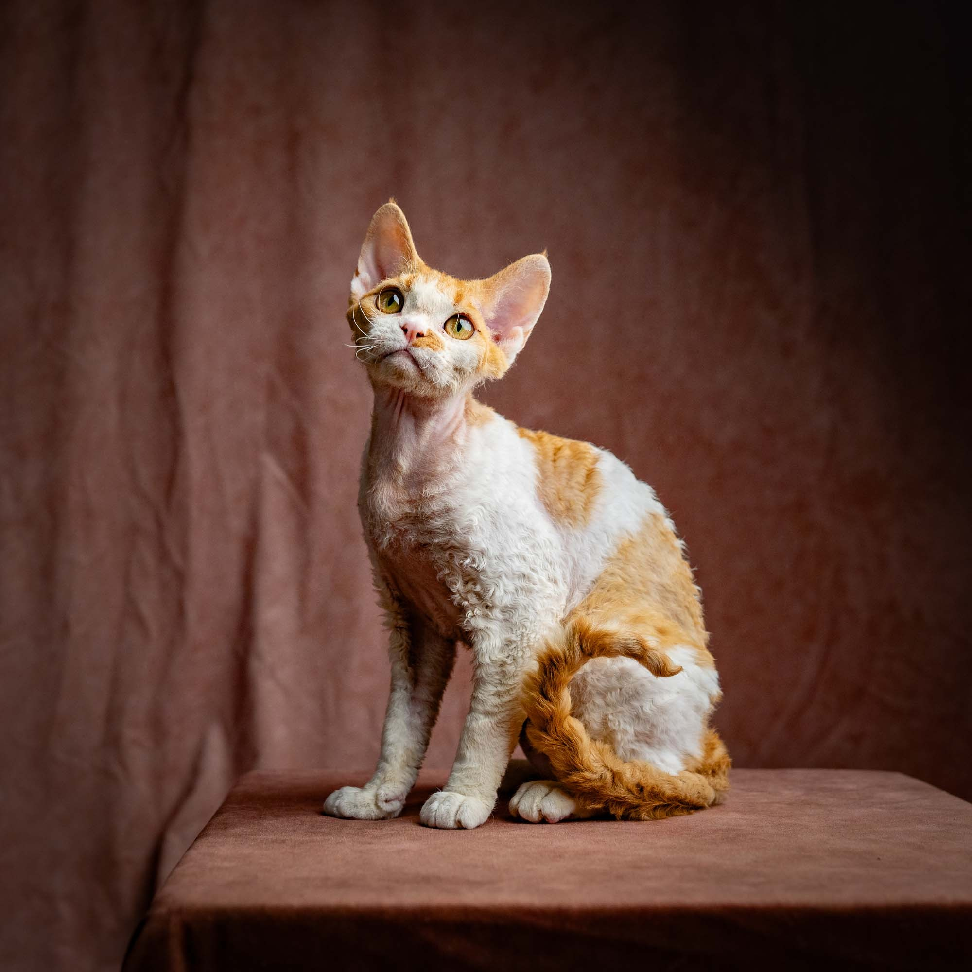 OUR KINGS and QUEENS. Devon Rex Pixie Cattery