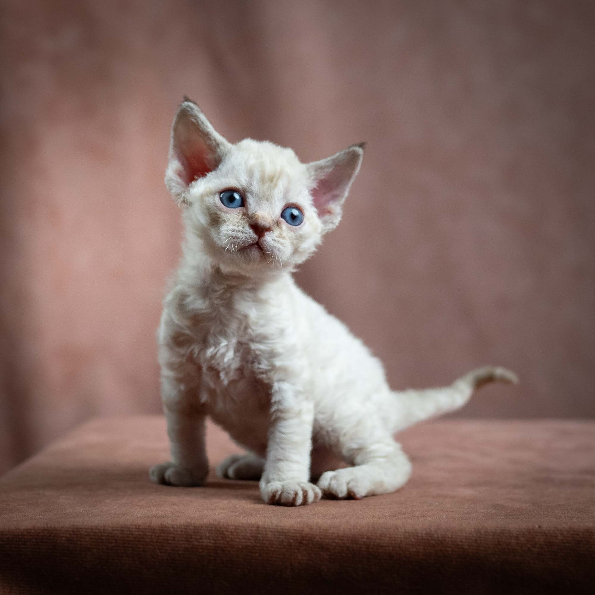 KITTENS. Devon Rex Pixie Cattery