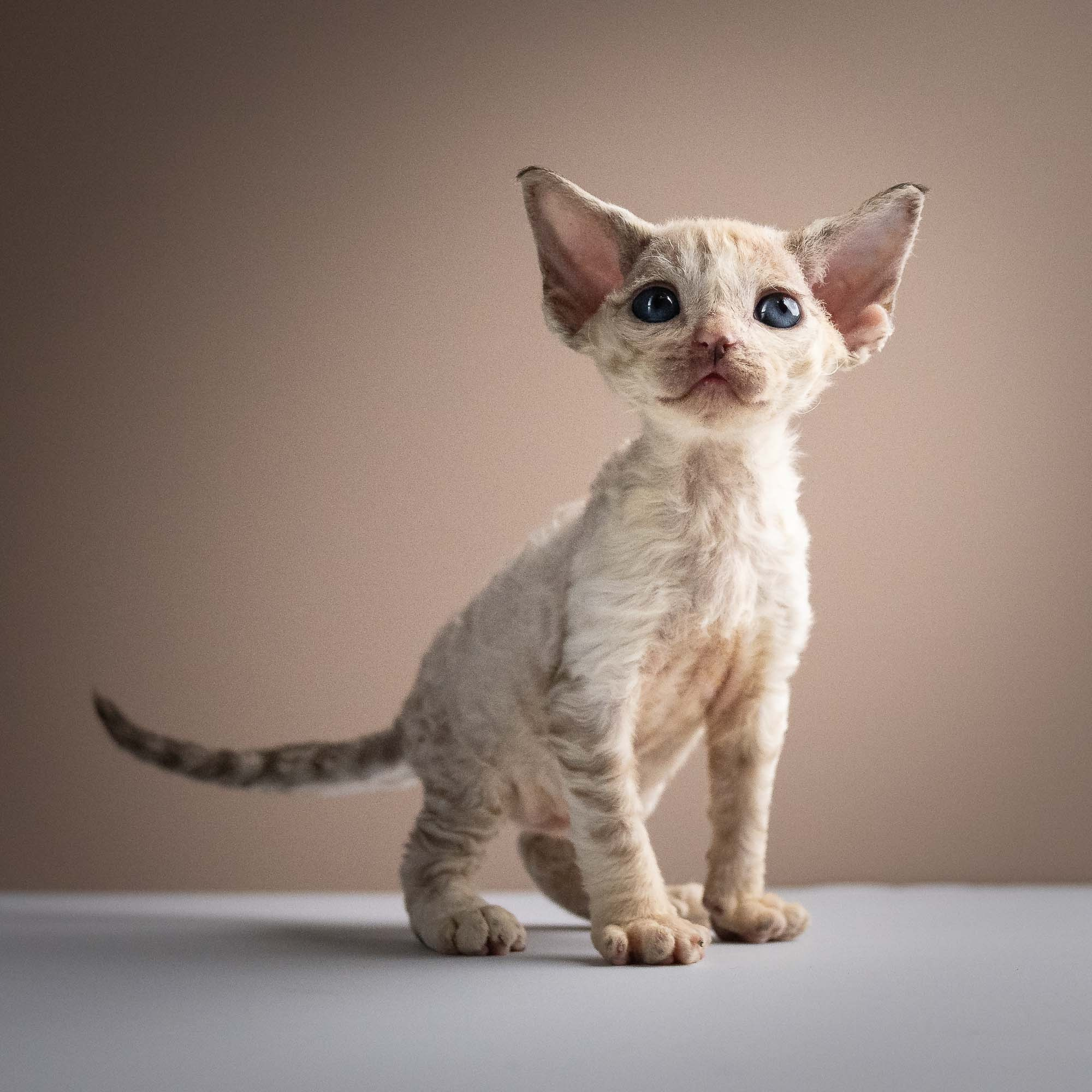 KITTENS. Devon Rex Pixie Cattery