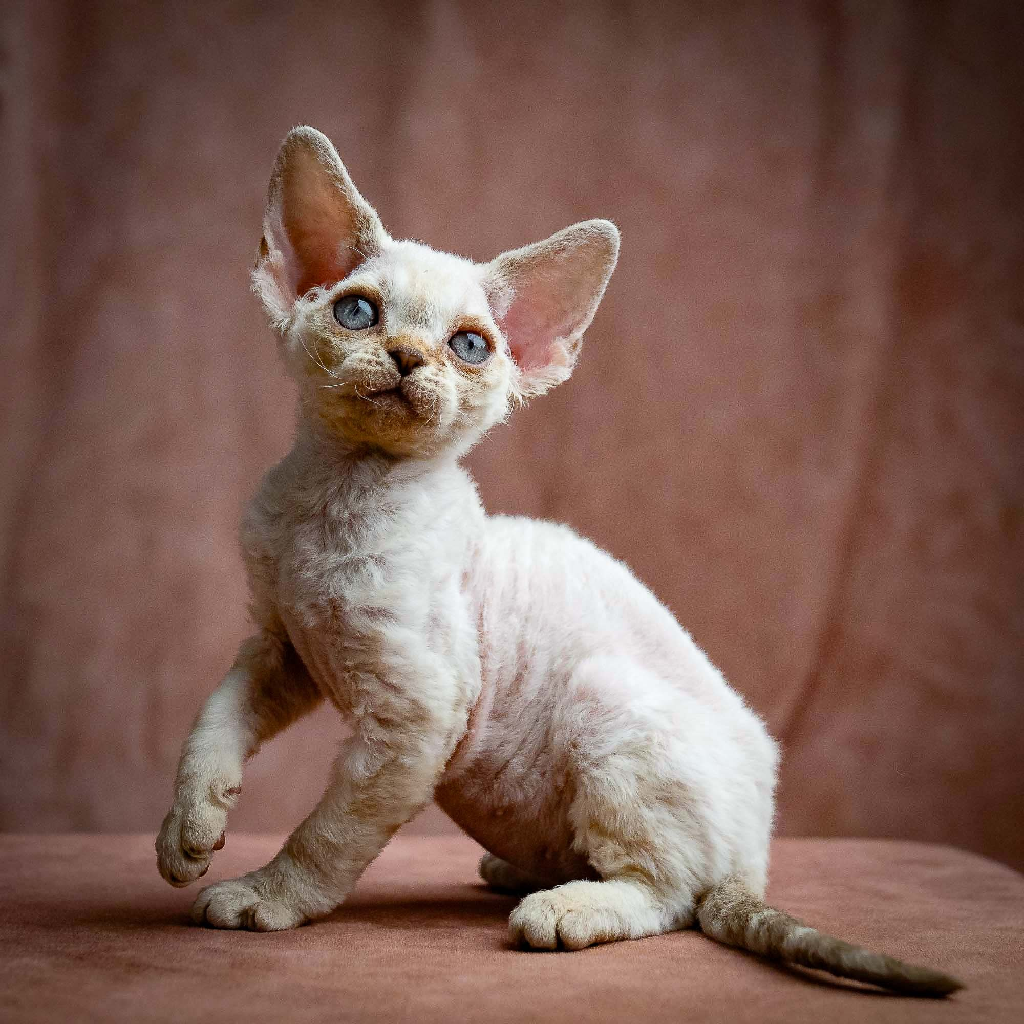 KITTENS. Devon Rex Pixie Cattery
